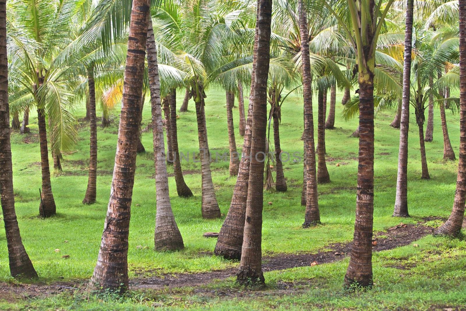 A Tropical Palm Grove Vacation Island