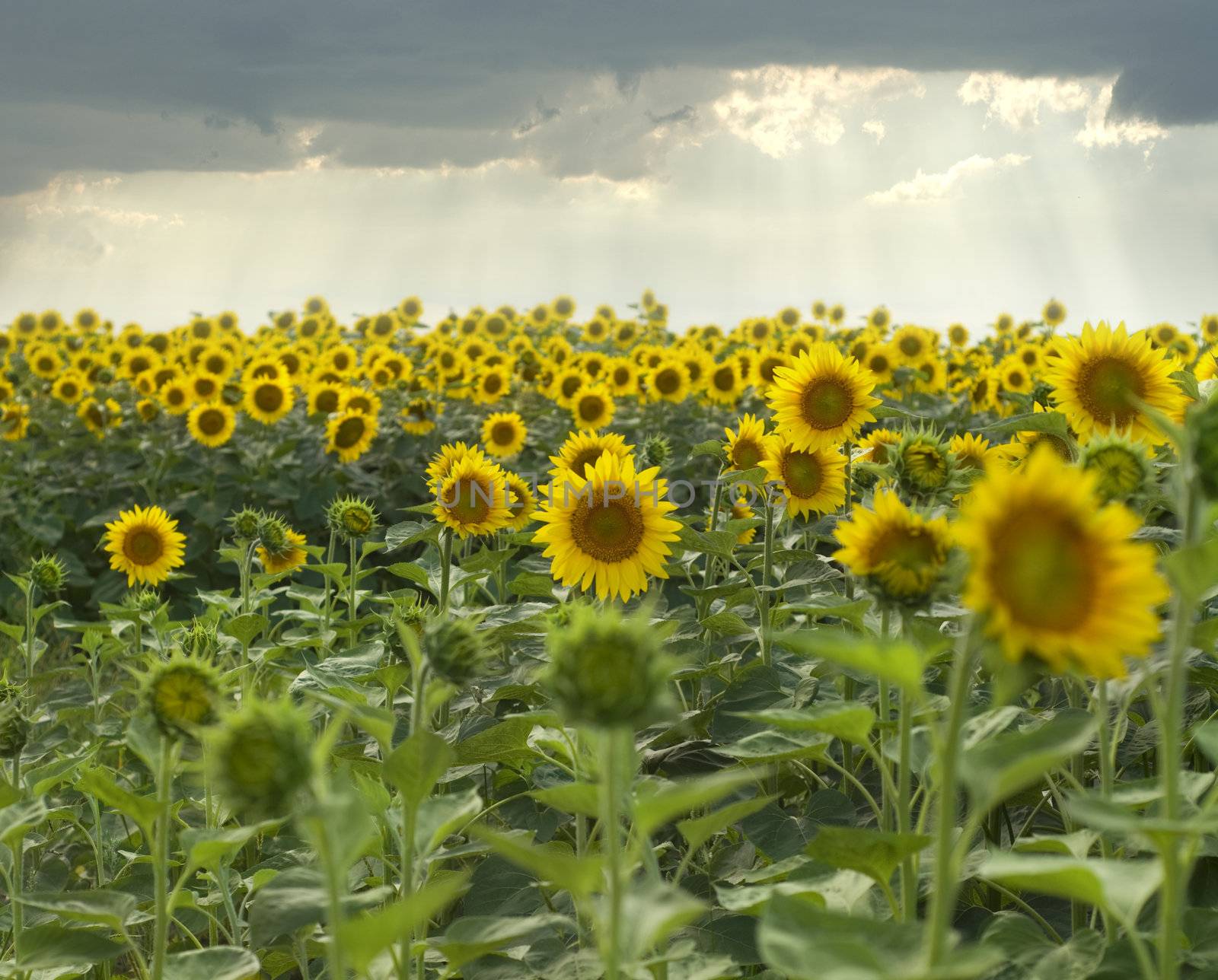 yellow sunflowers on the field and stormy clouds