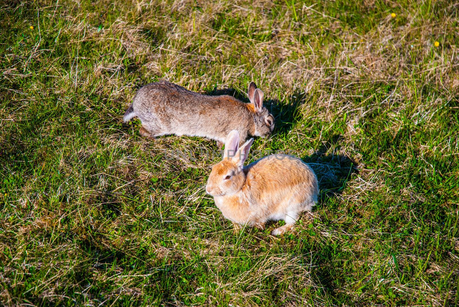 Two hares in their natural habitat, Iceland by kryvan