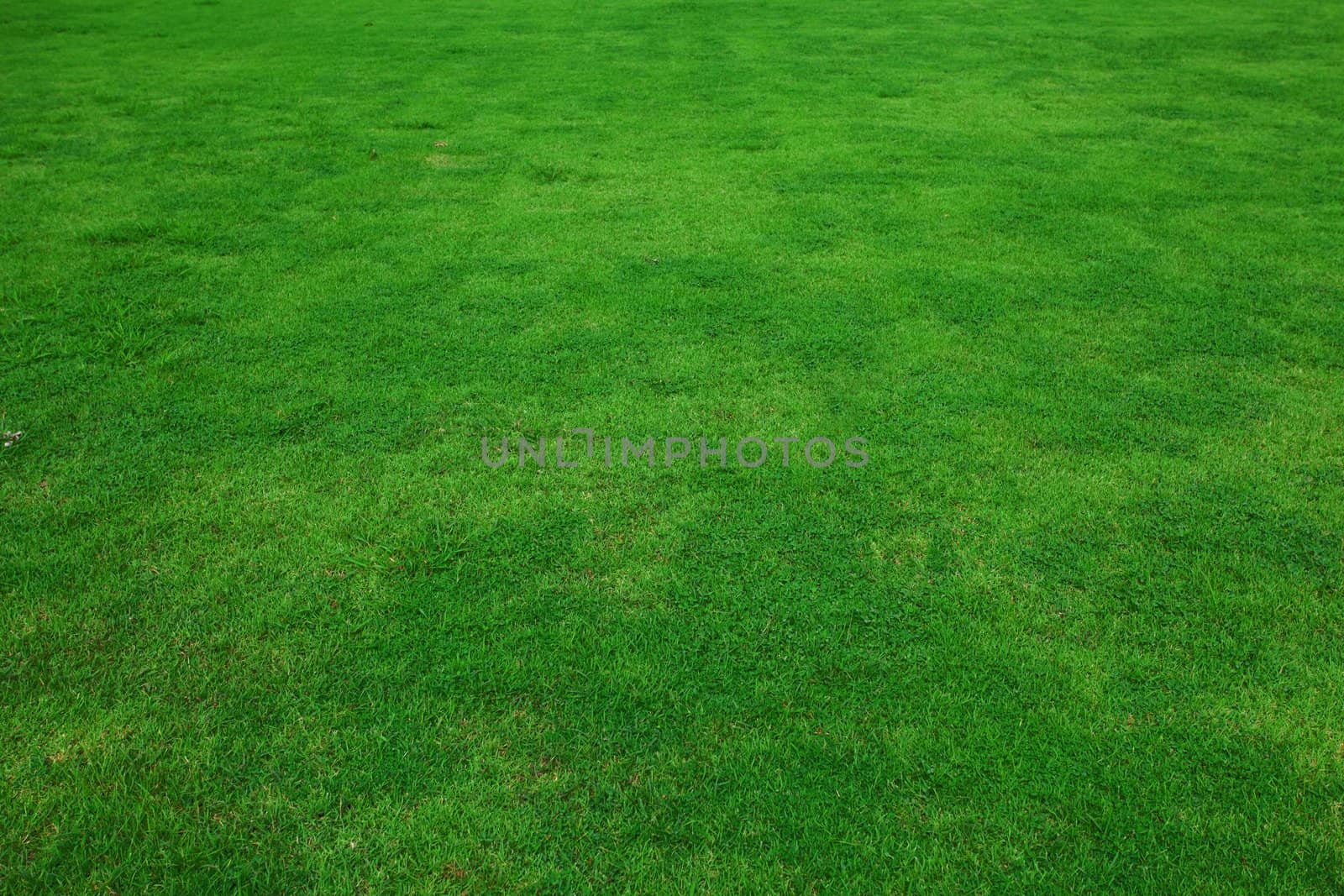 beautiful green grass in garden