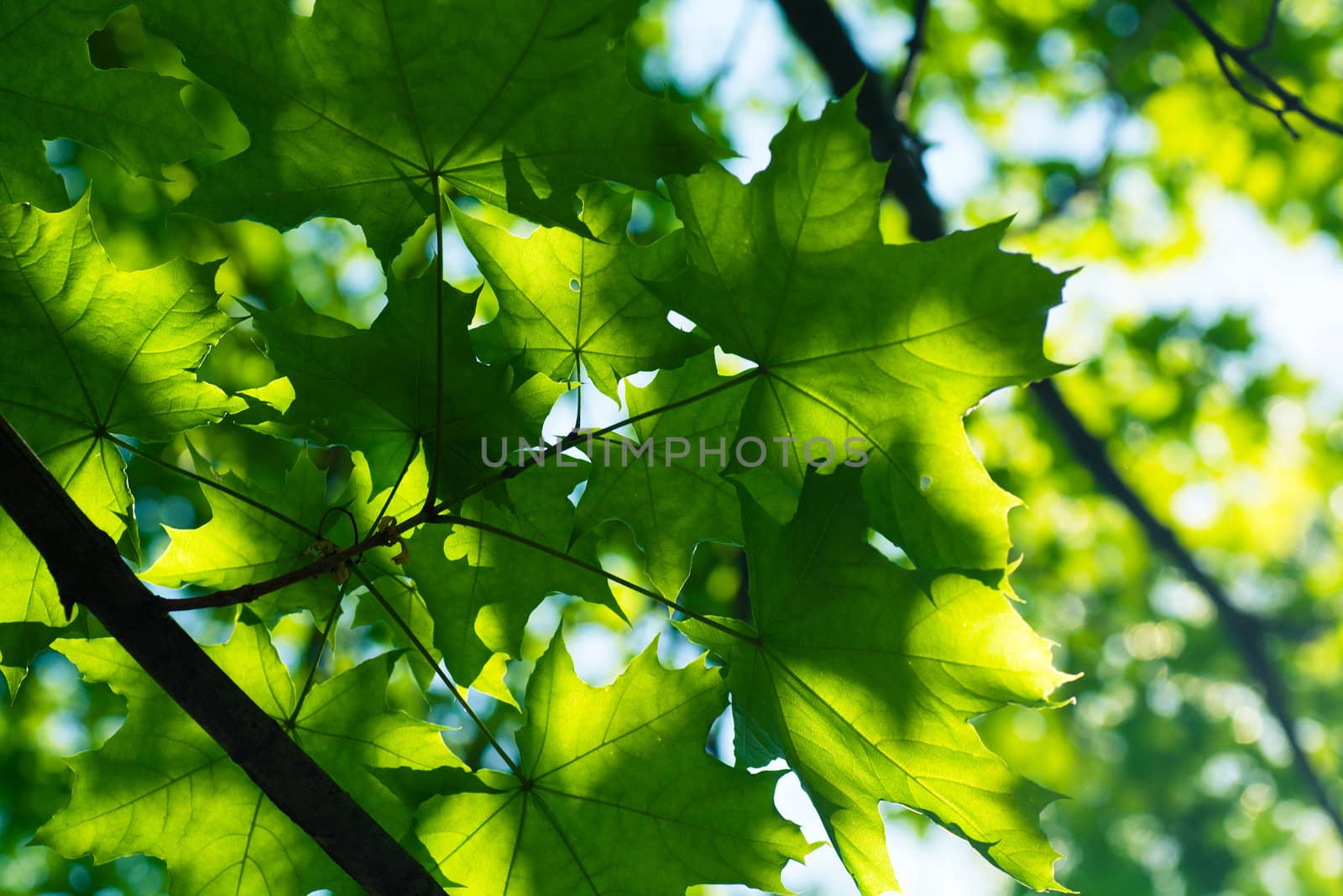 Leaves by AGorohov