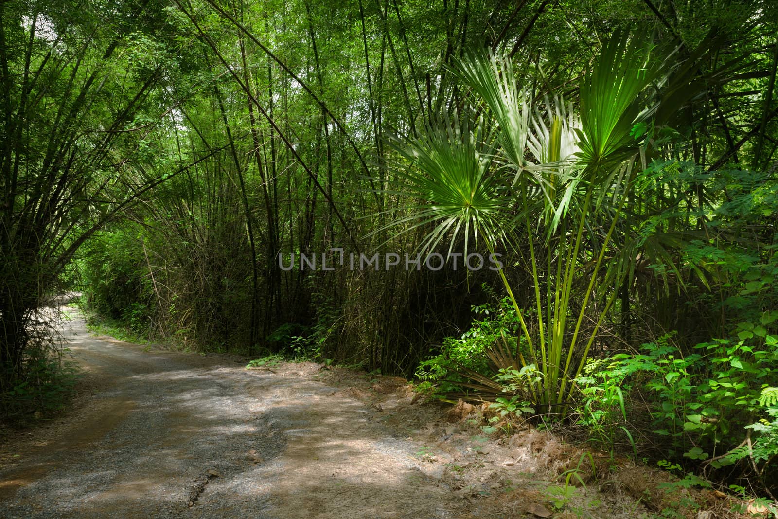 Atmosphere of Curve through the green jungle