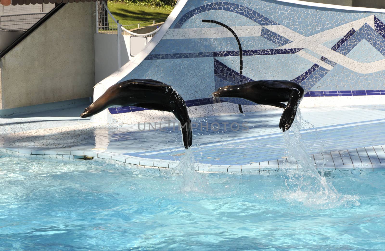 Two Sea Lion Jumping Above a blue Zoo Pool