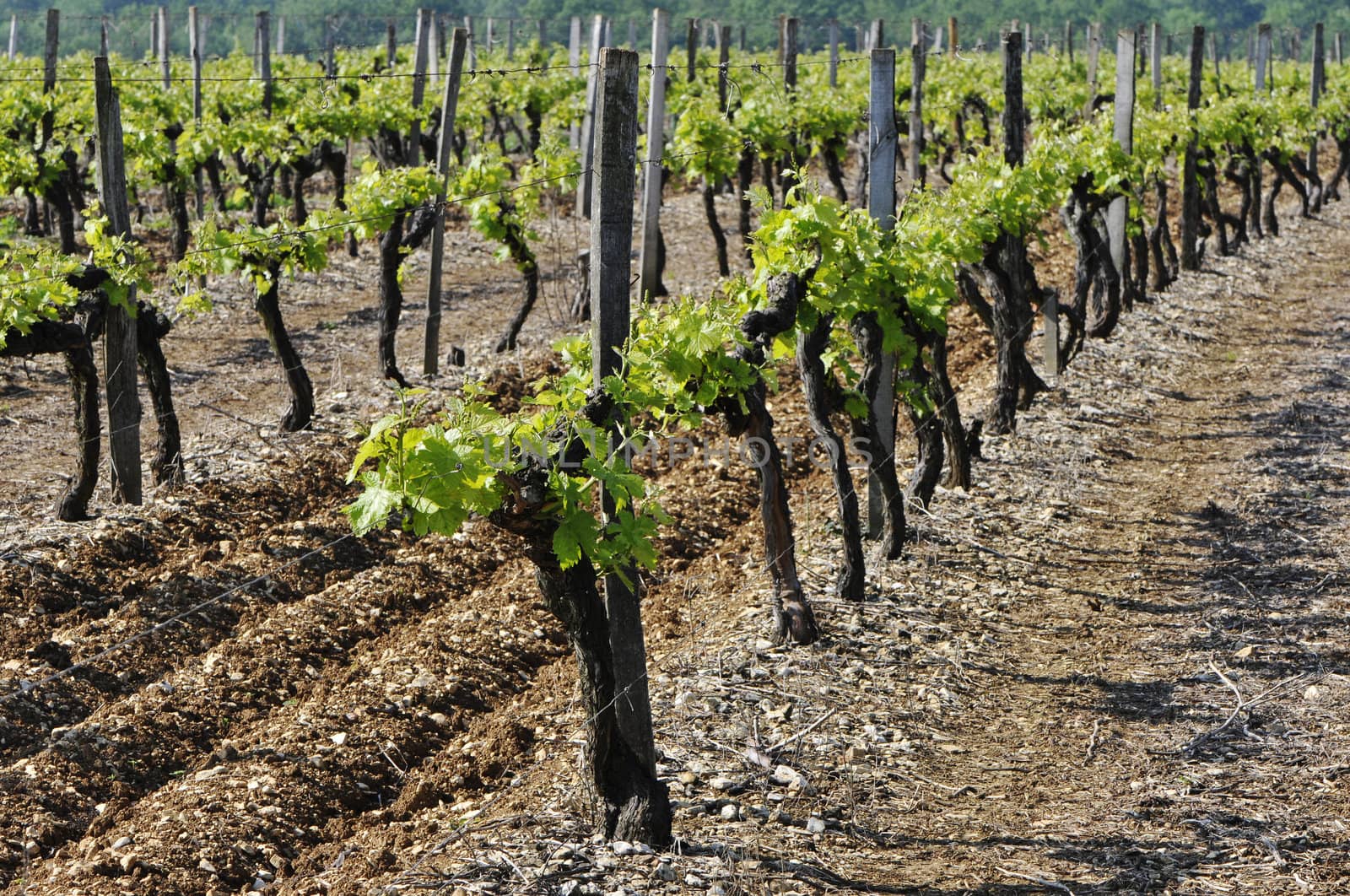 Vineyard of Young Vine with Green Leafs