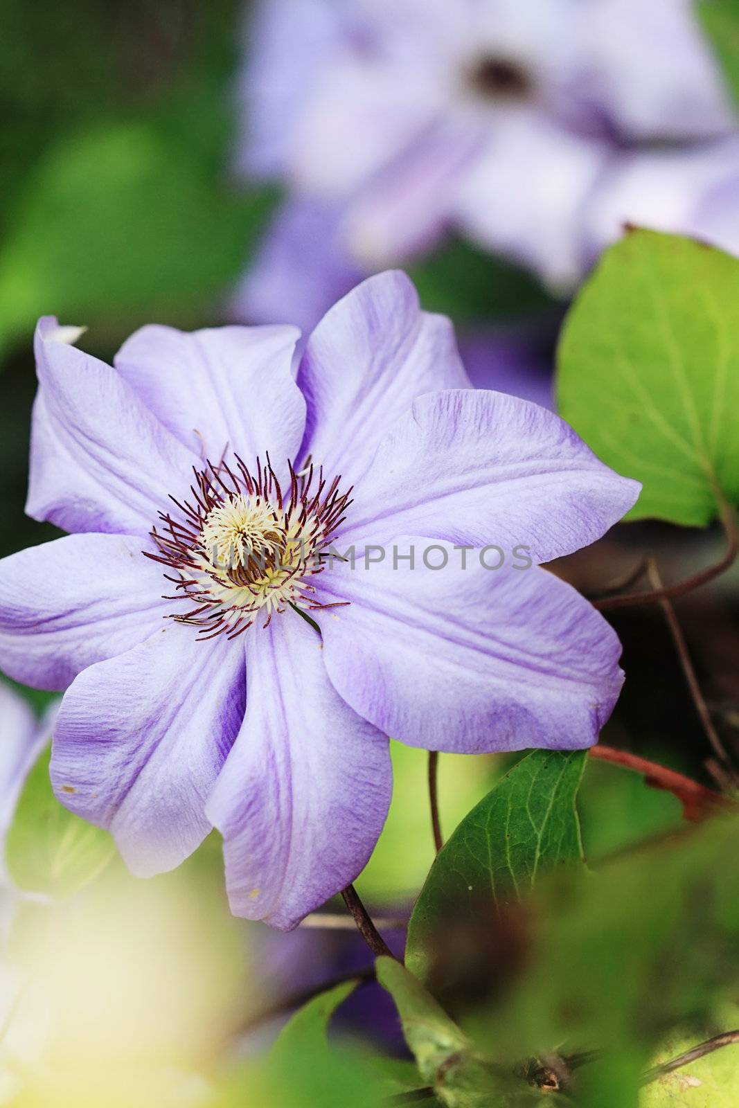 Macro of a violet clematis with extreme shallow depth of field.

