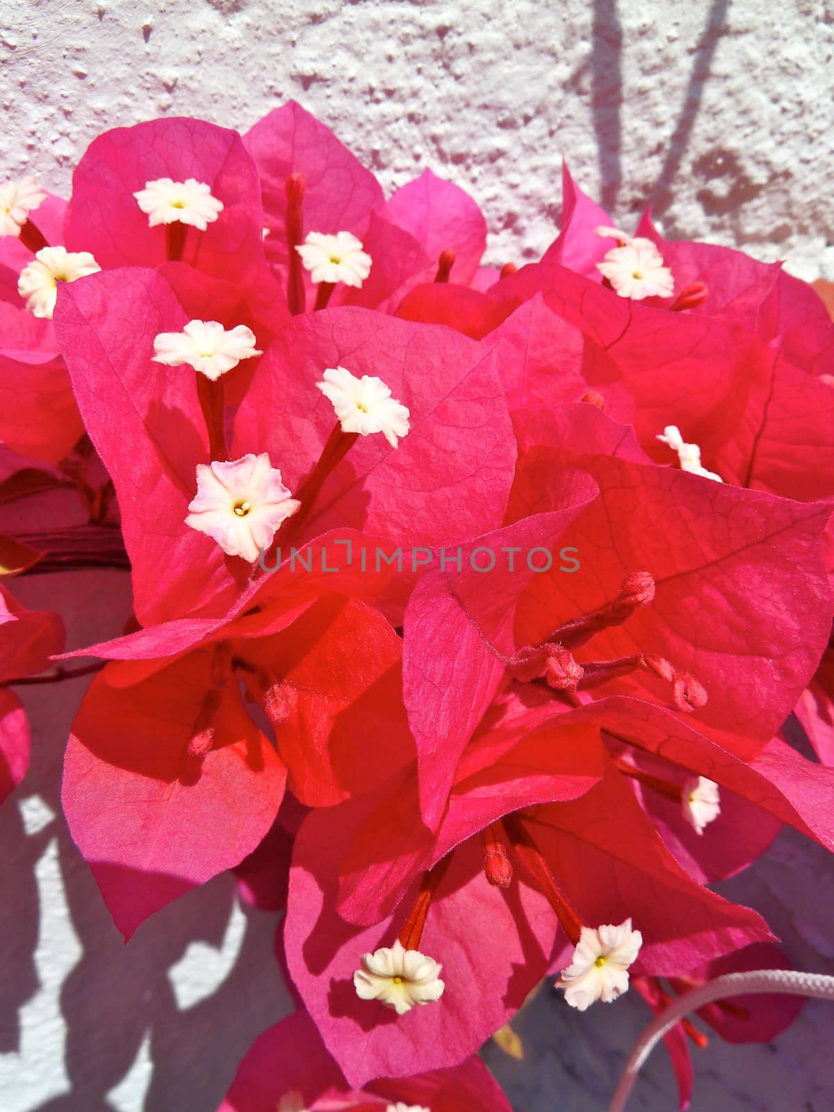 beautiful bougainvillea flowers in bright sunshine