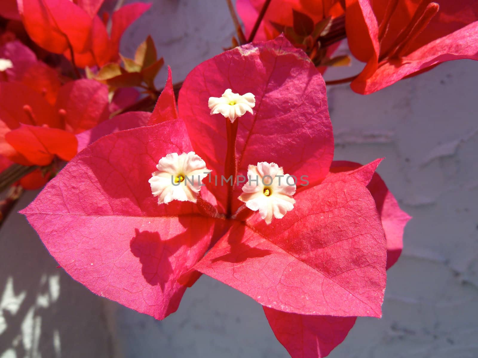 bright red bougainvillea flower as a background