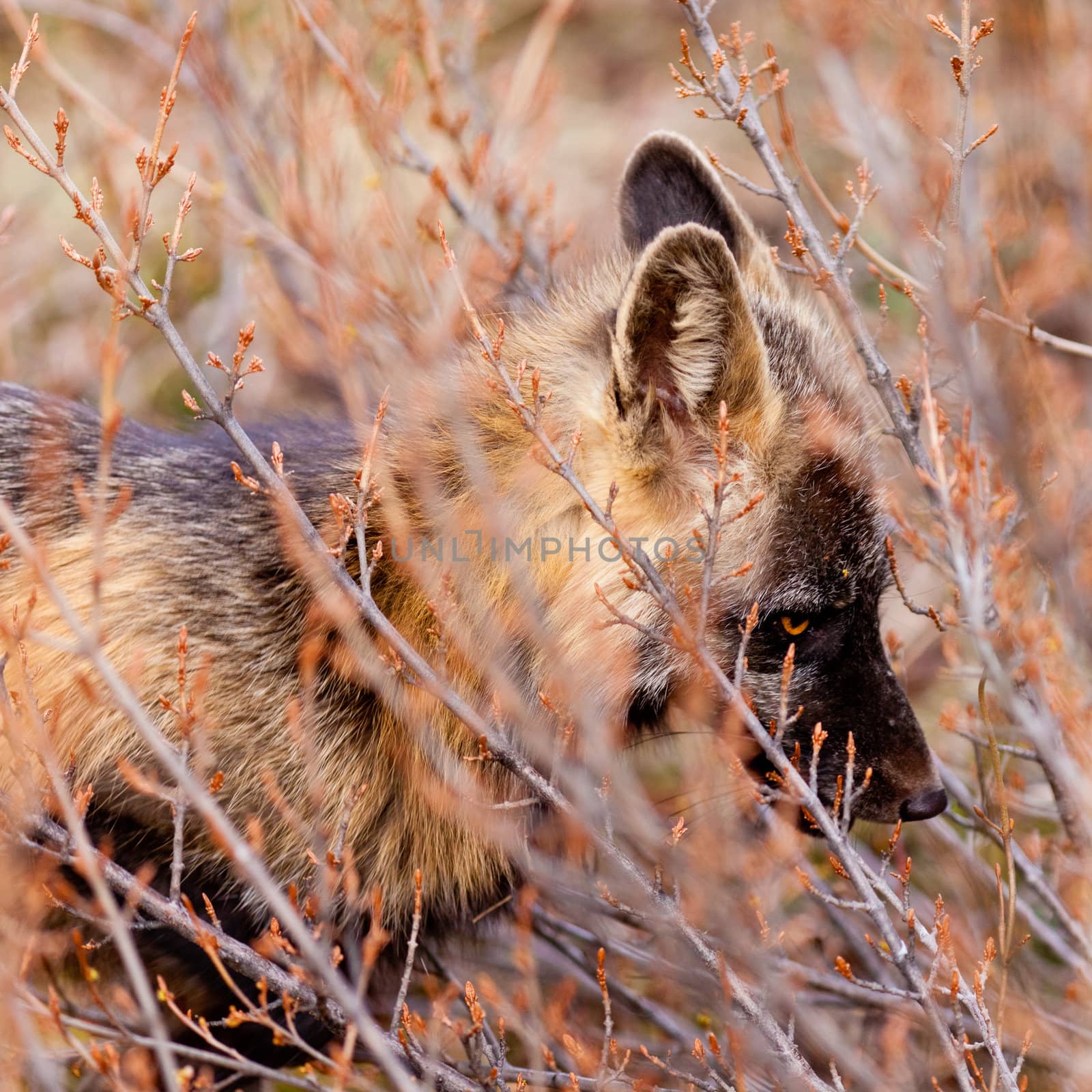 Portrait of alert watchful red fox, genus Vulpes by PiLens