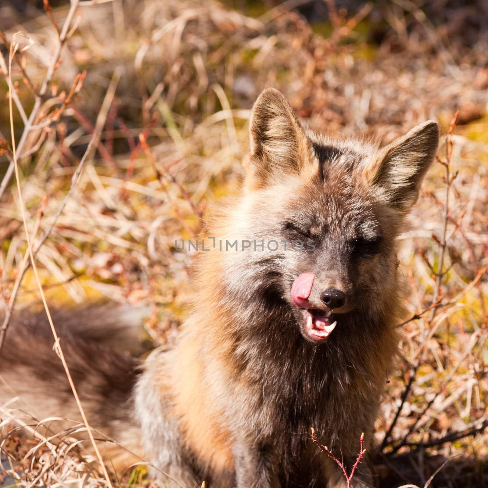 Portrait of red fox, genus vulpes, licking snout by PiLens