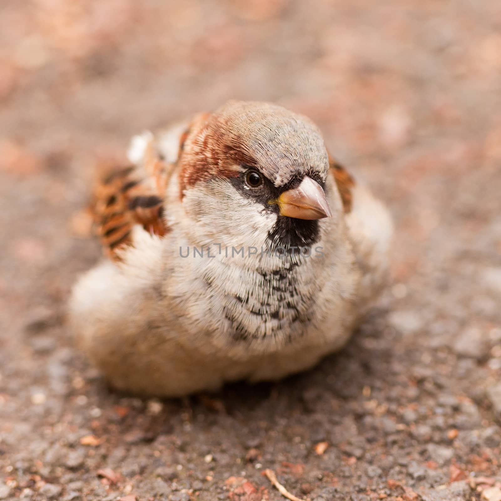 House Sparrow, Passer domesticus, foraging by PiLens