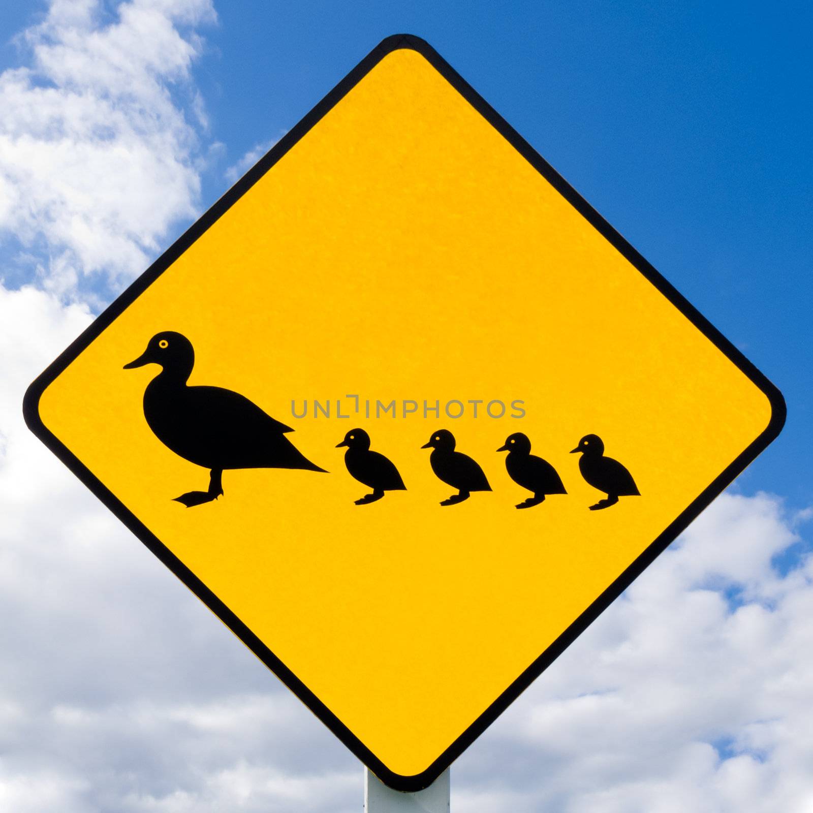 Road sign warning to watch out for ducks and ducklings crossing the road on cloudy blue sky background