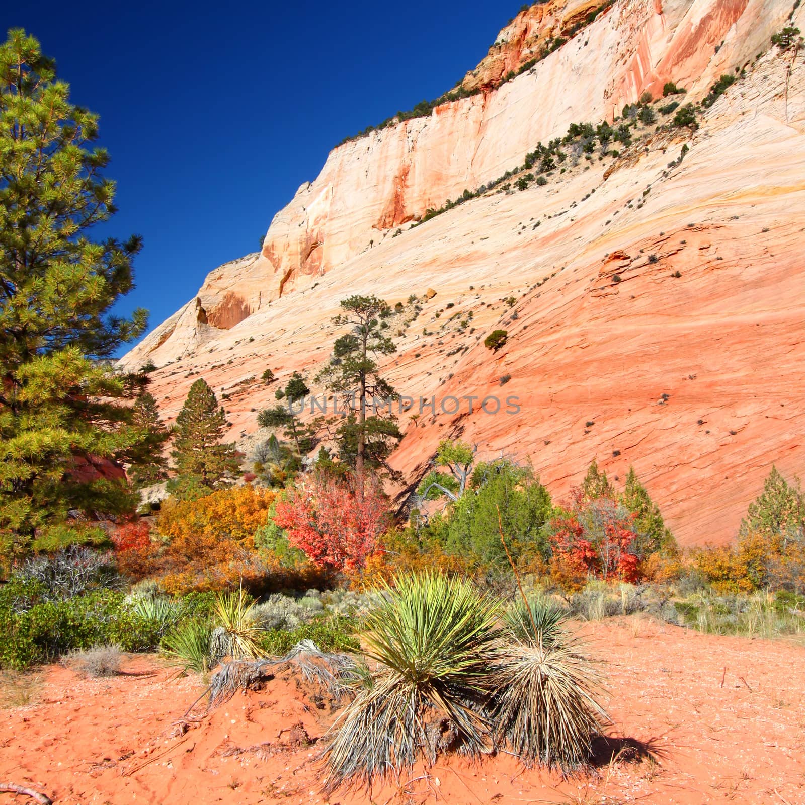 Zion National Park Geology by Wirepec