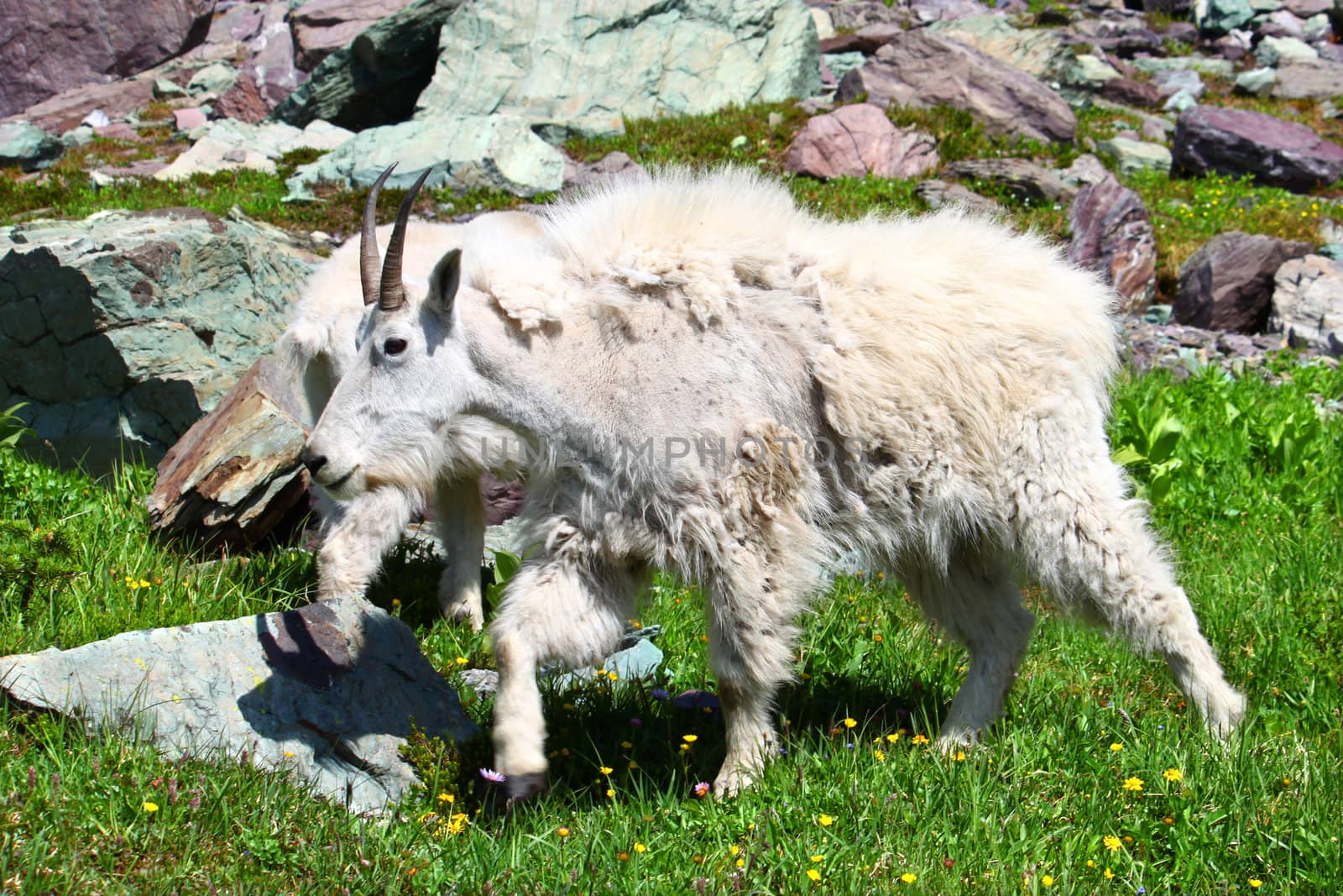 Mountain Goat (Oreamnos americanus) inhabiting the alpine ecosystem of Glacier National Park - Montana.