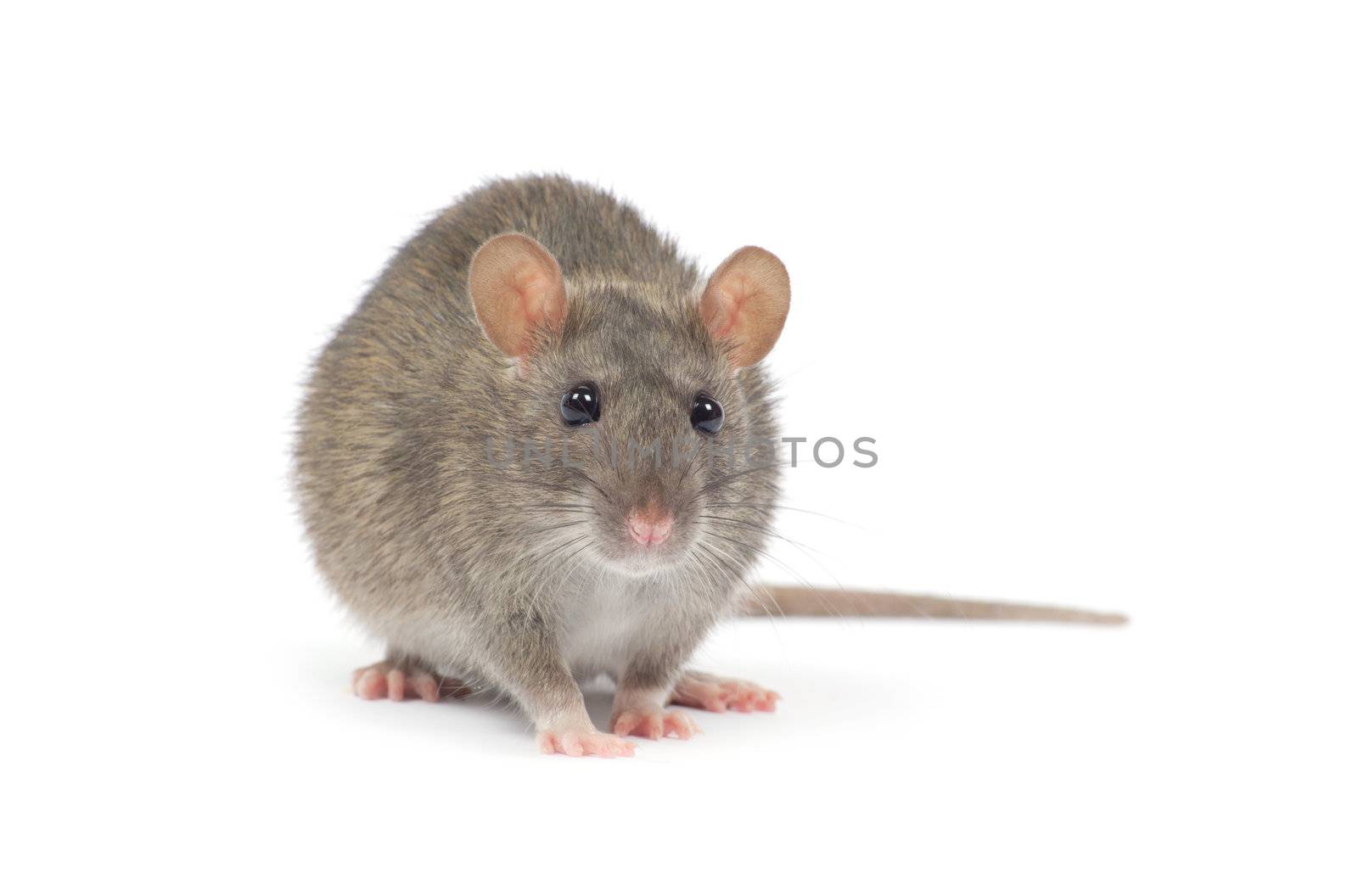 rat isolated on white background