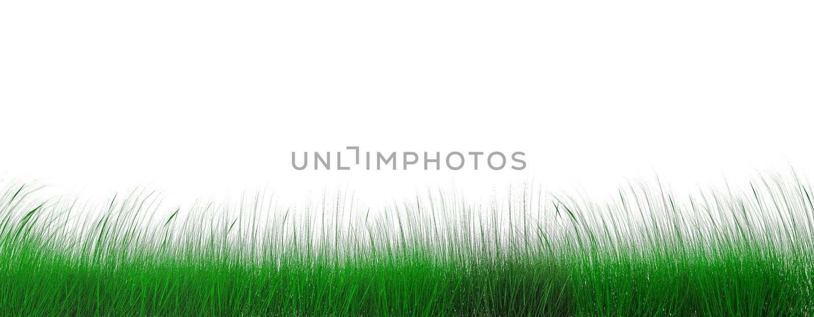 lawn of green juicy grass on a white background