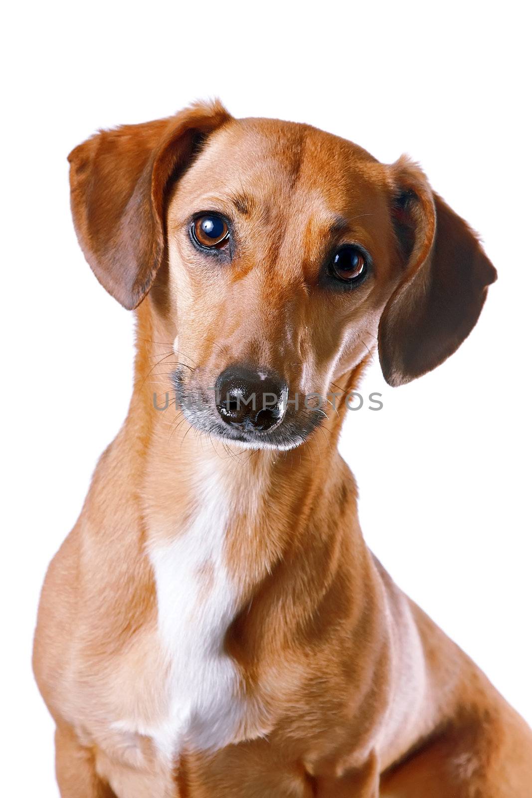 Portrait of the red dachshund on a white background