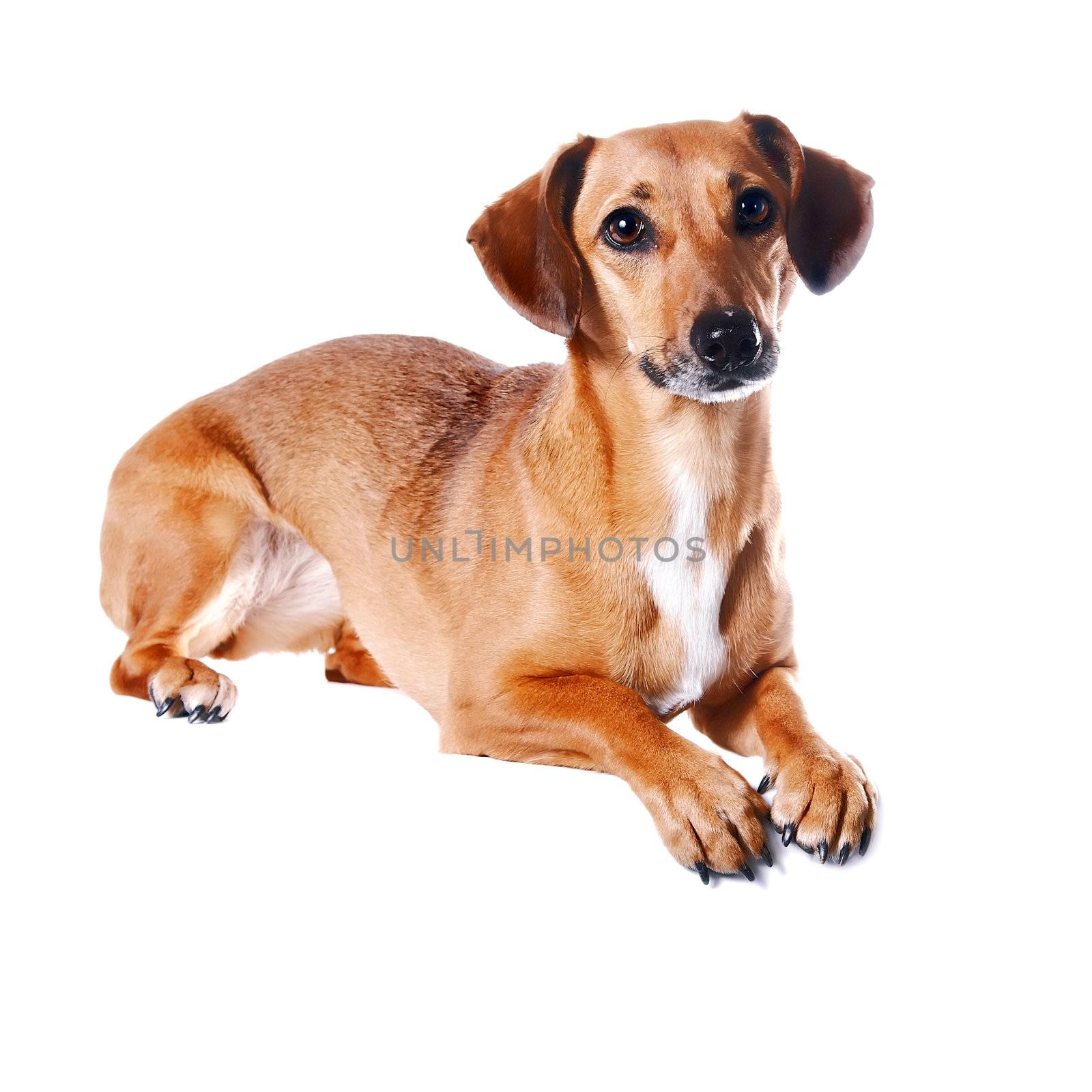 The red dachshund lies on a white background