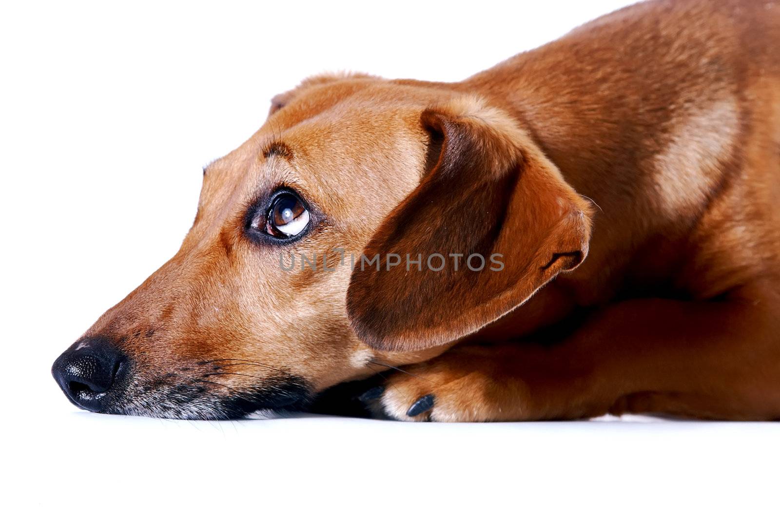 Portrait of the red dachshund on a white background