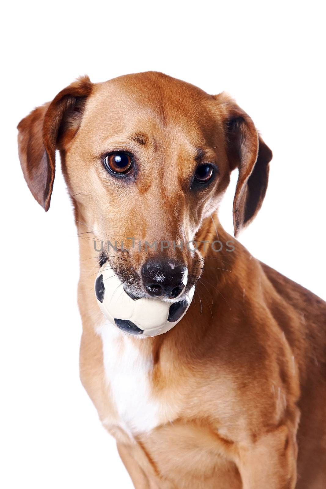 Red dachshund with a ball by Azaliya
