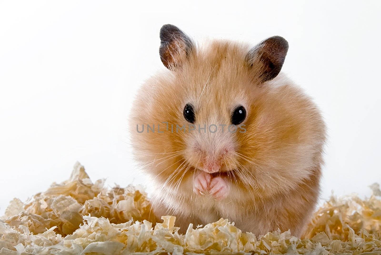 Hamster on sawdust on a white background