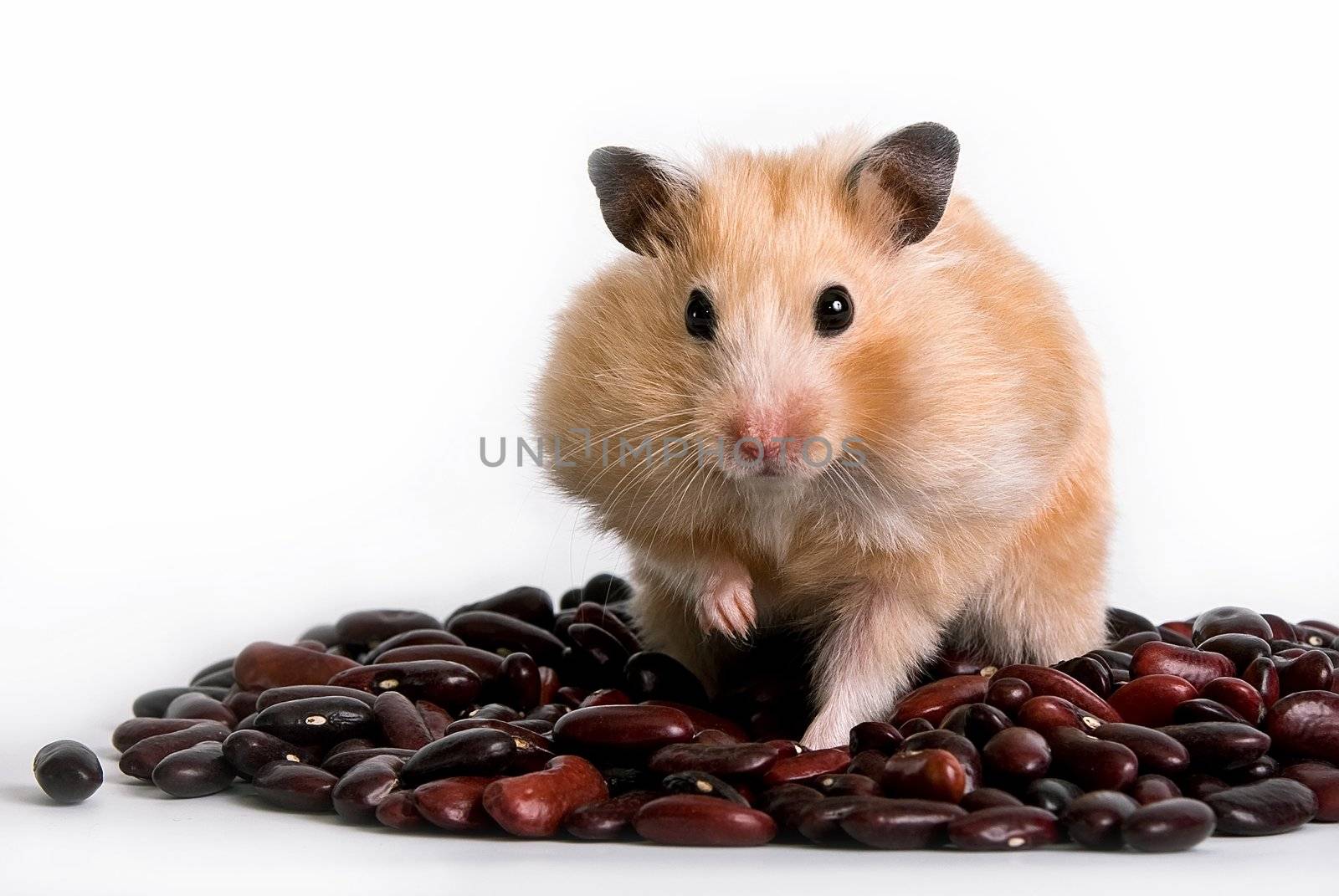 Hamster with beans on a white background