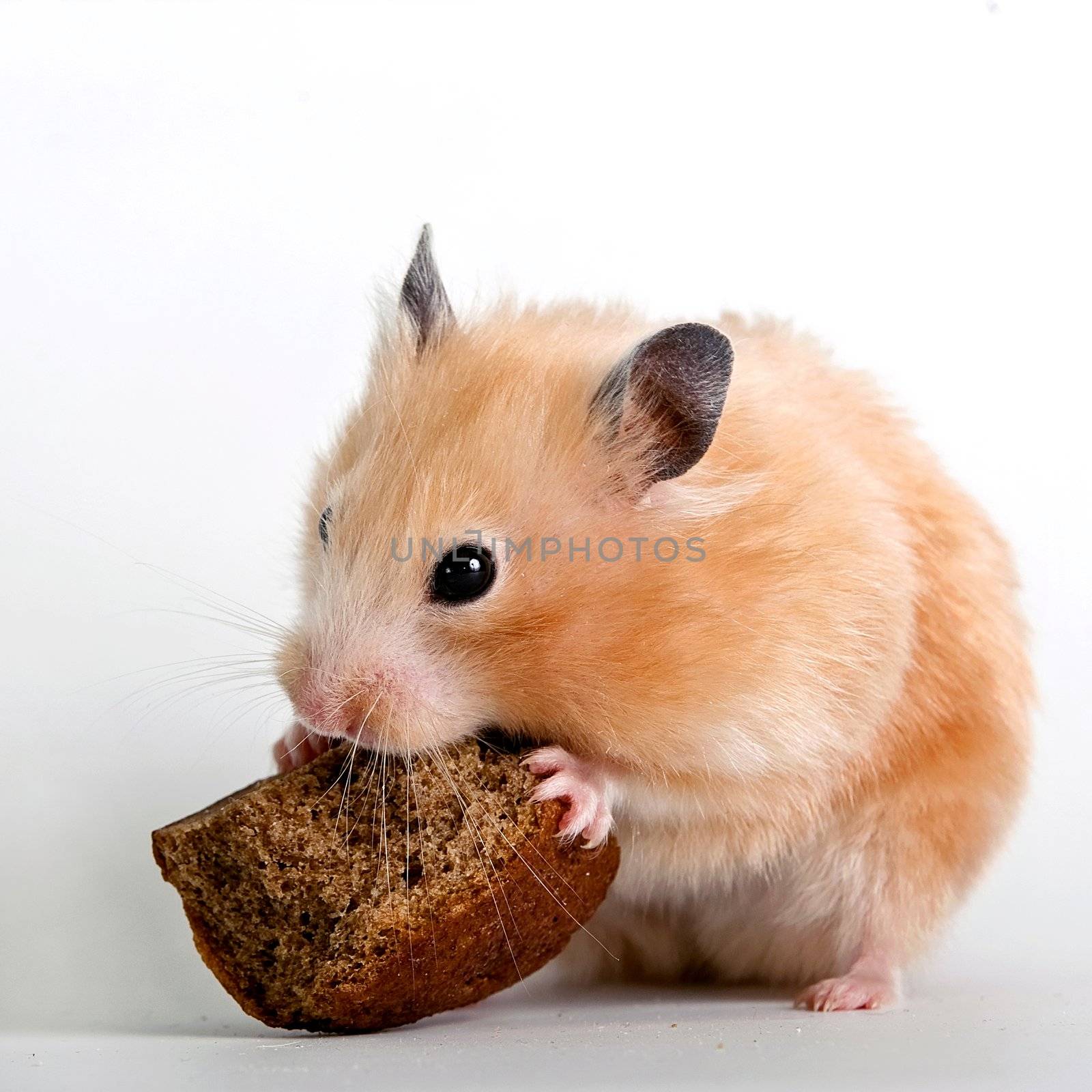 Hamster with a bread crust