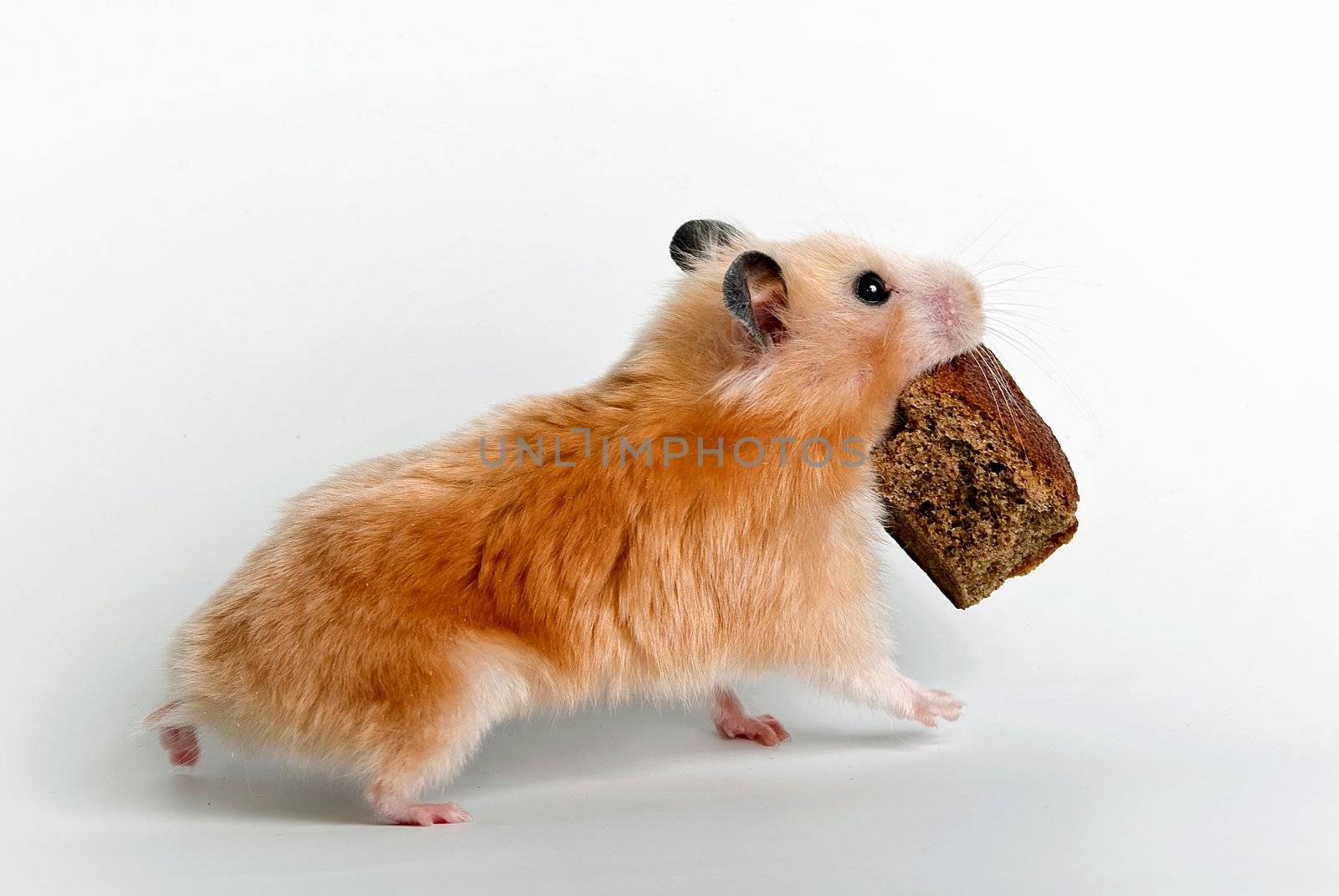 Hamster with a bread crust
