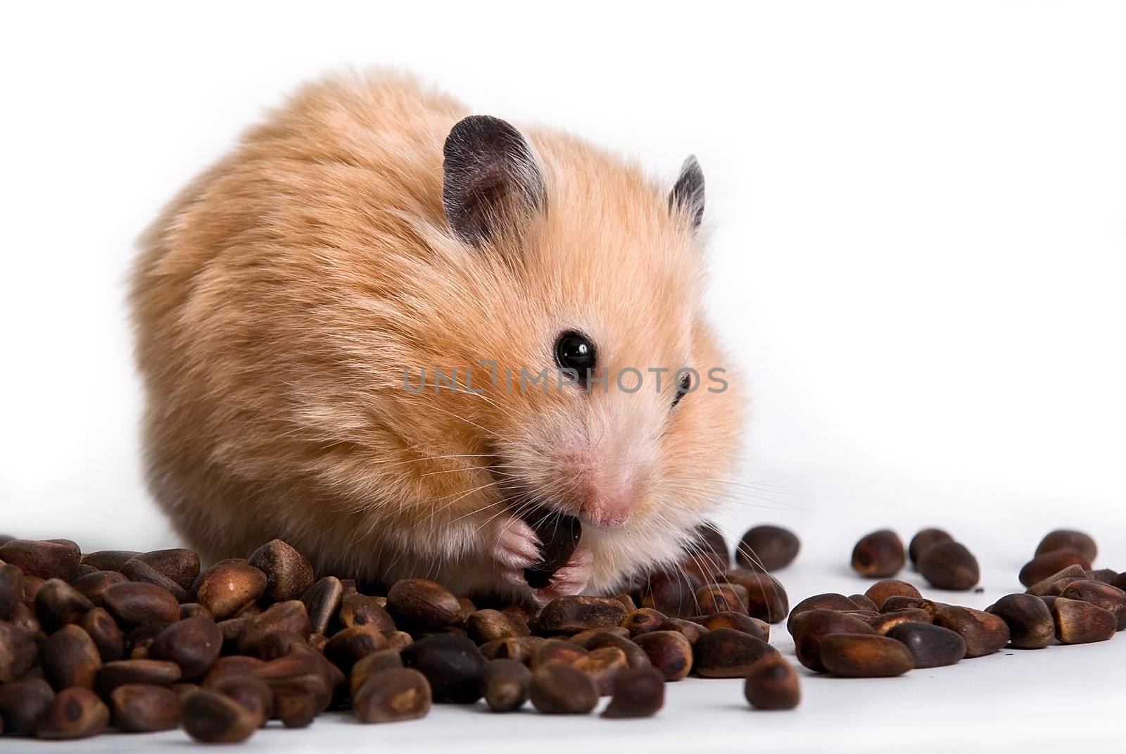 Hamster with nuts on a white background