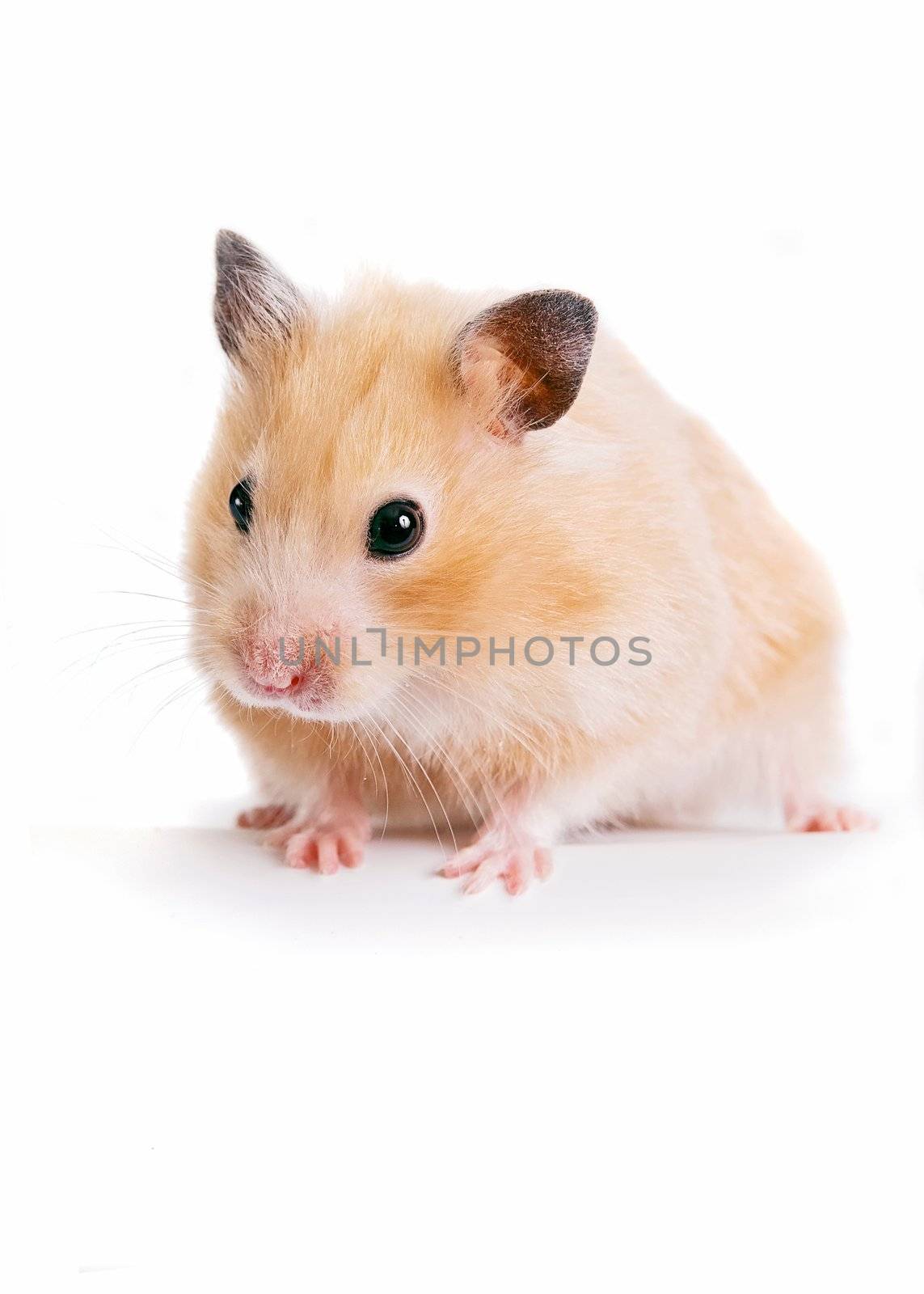 Hamster on a white background