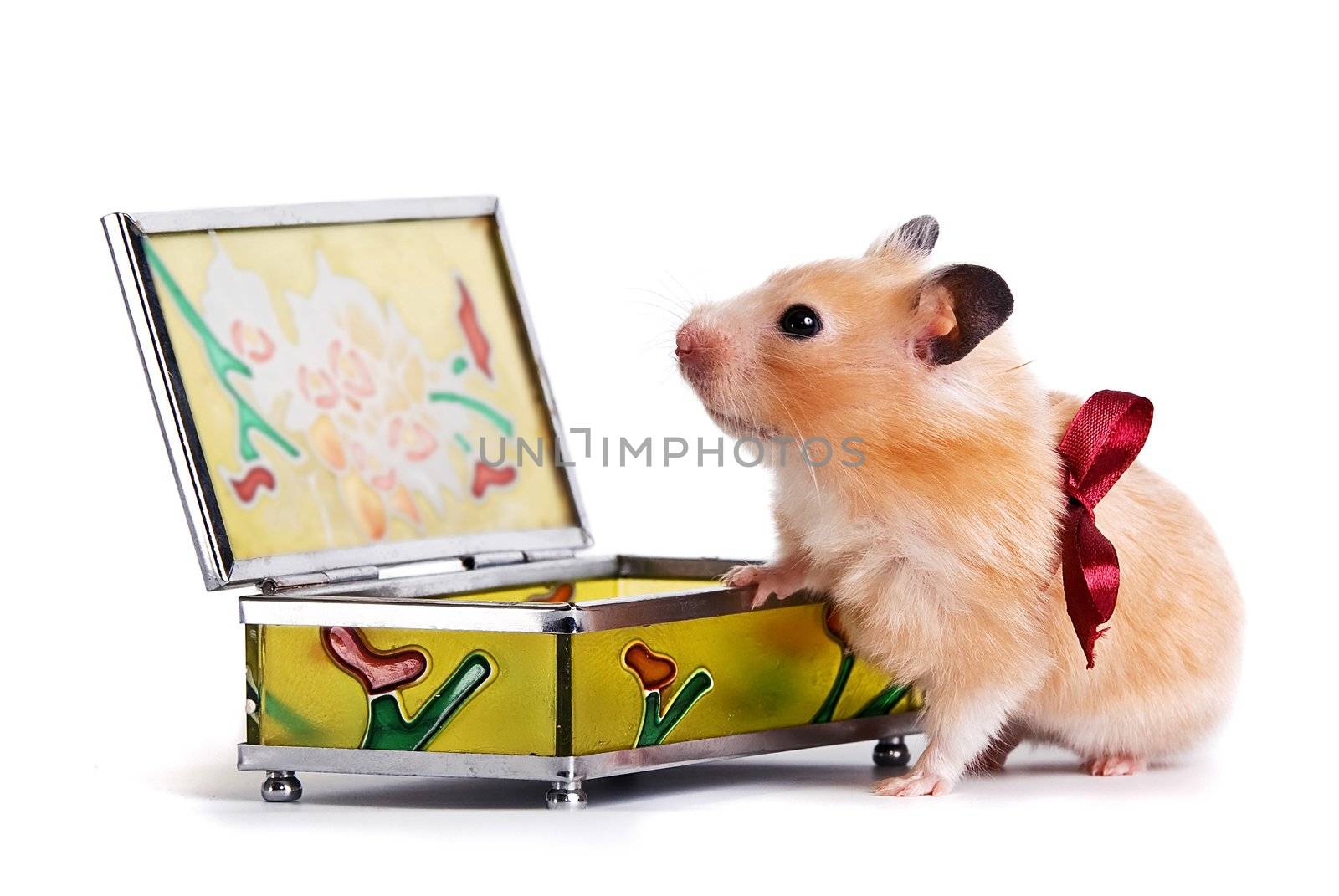 Hamster with a casket on a white background