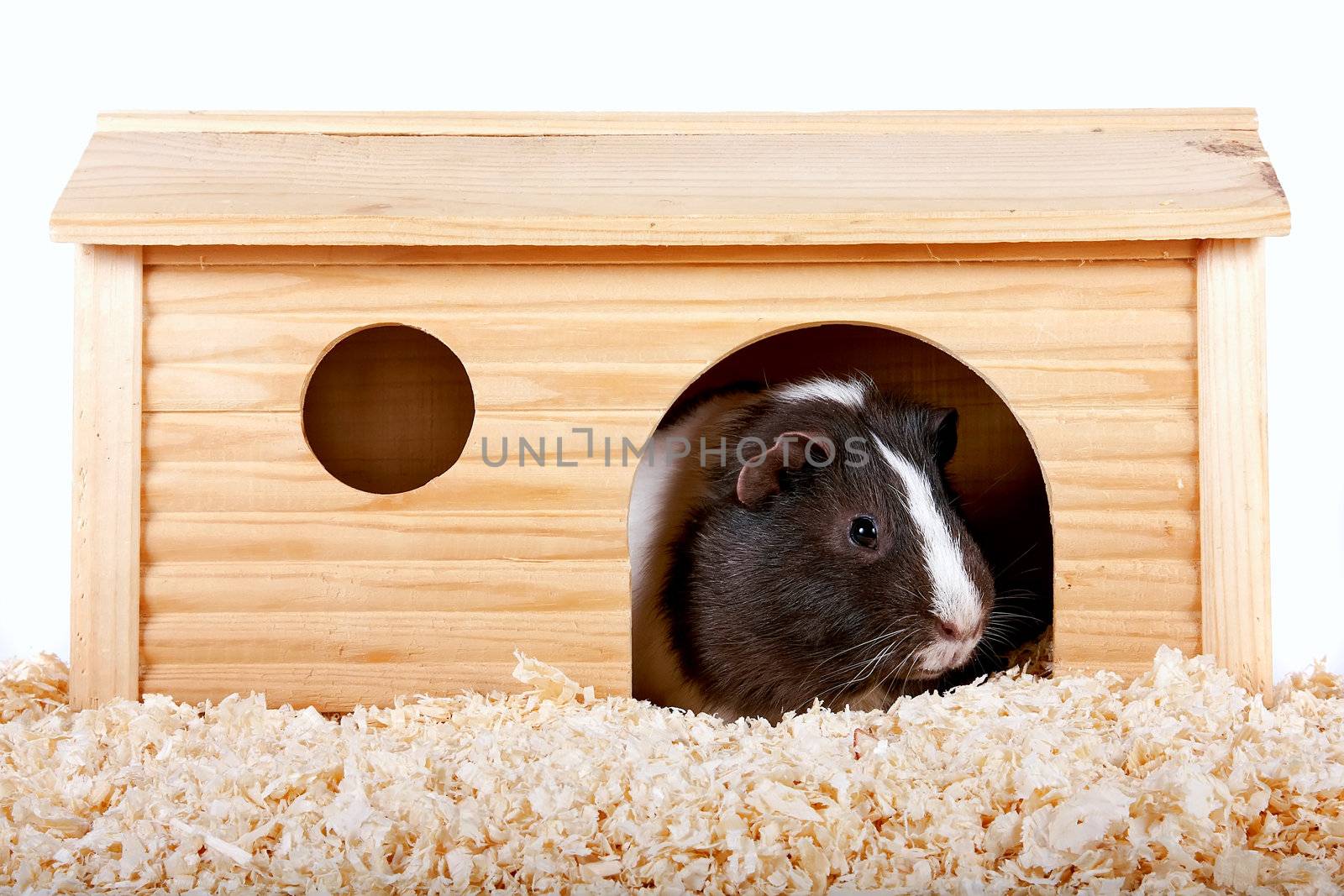 Guinea pigs in a wooden small house on sawdust on a white background