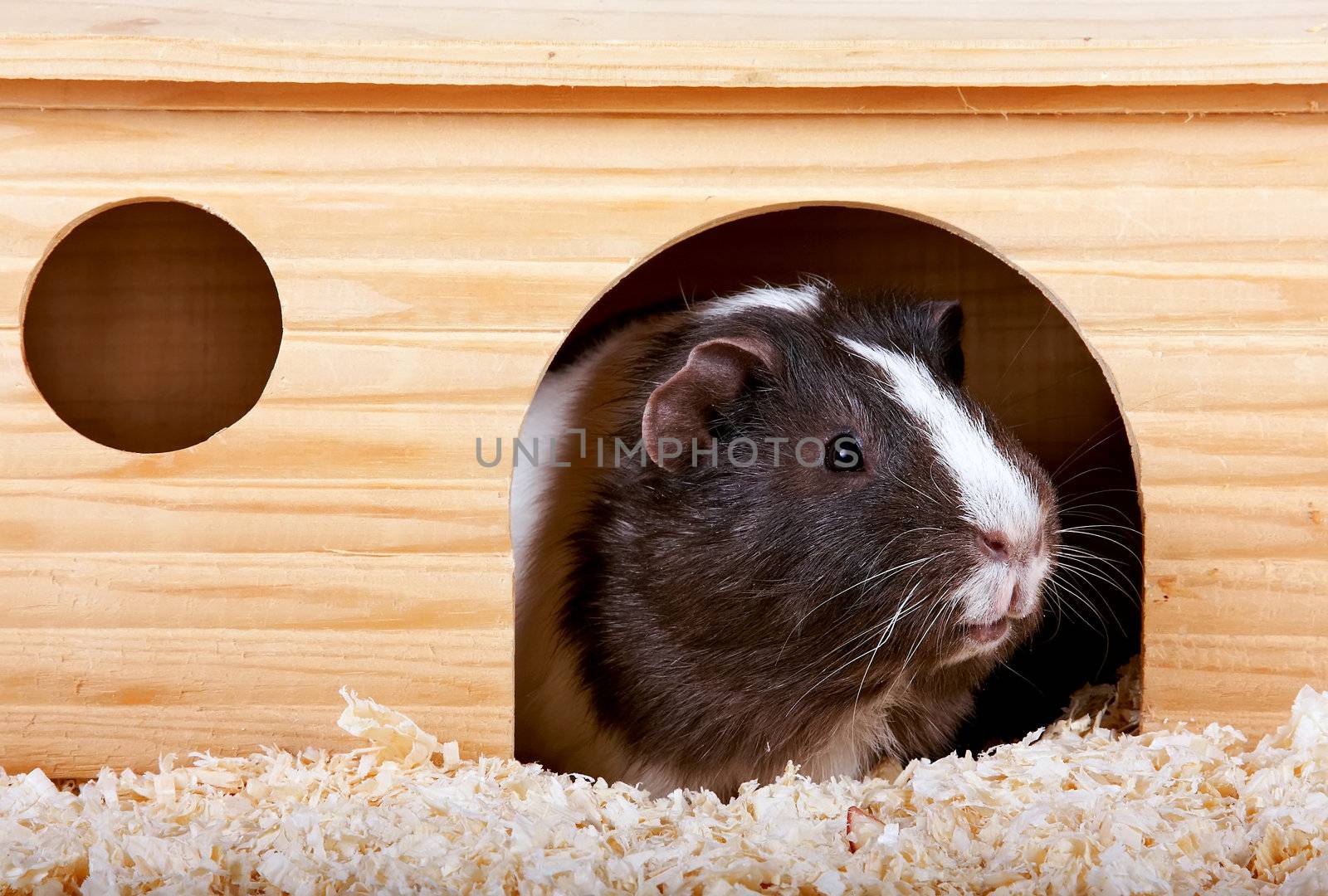 Guinea pigs in a wooden small house on sawdust