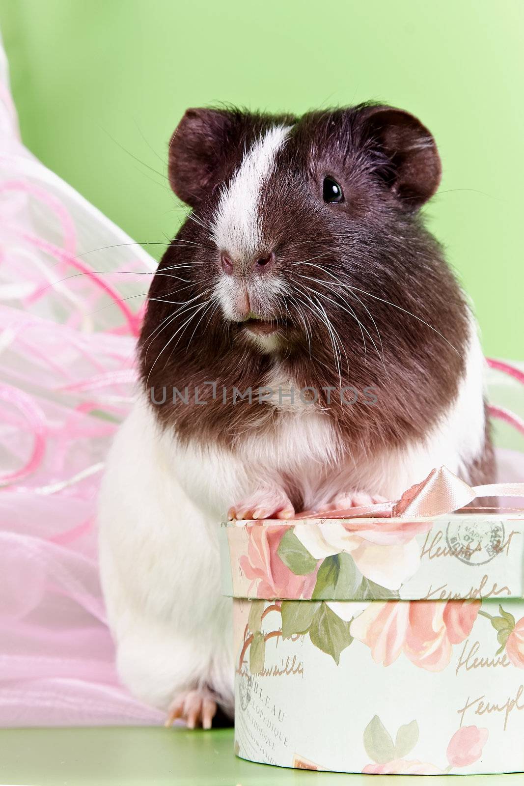 Guinea pig with a gift on a green background