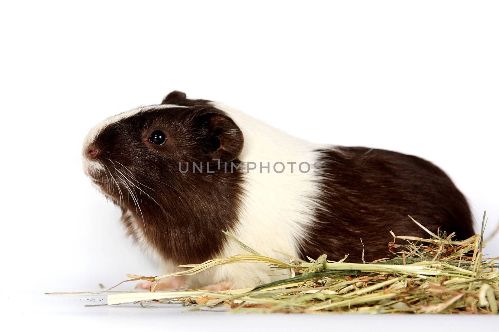 guinea pigs by Azaliya