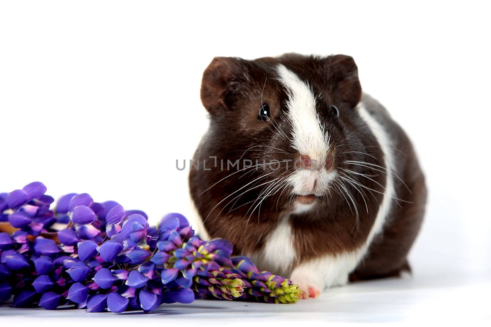 Guinea pig with flowers on a white background