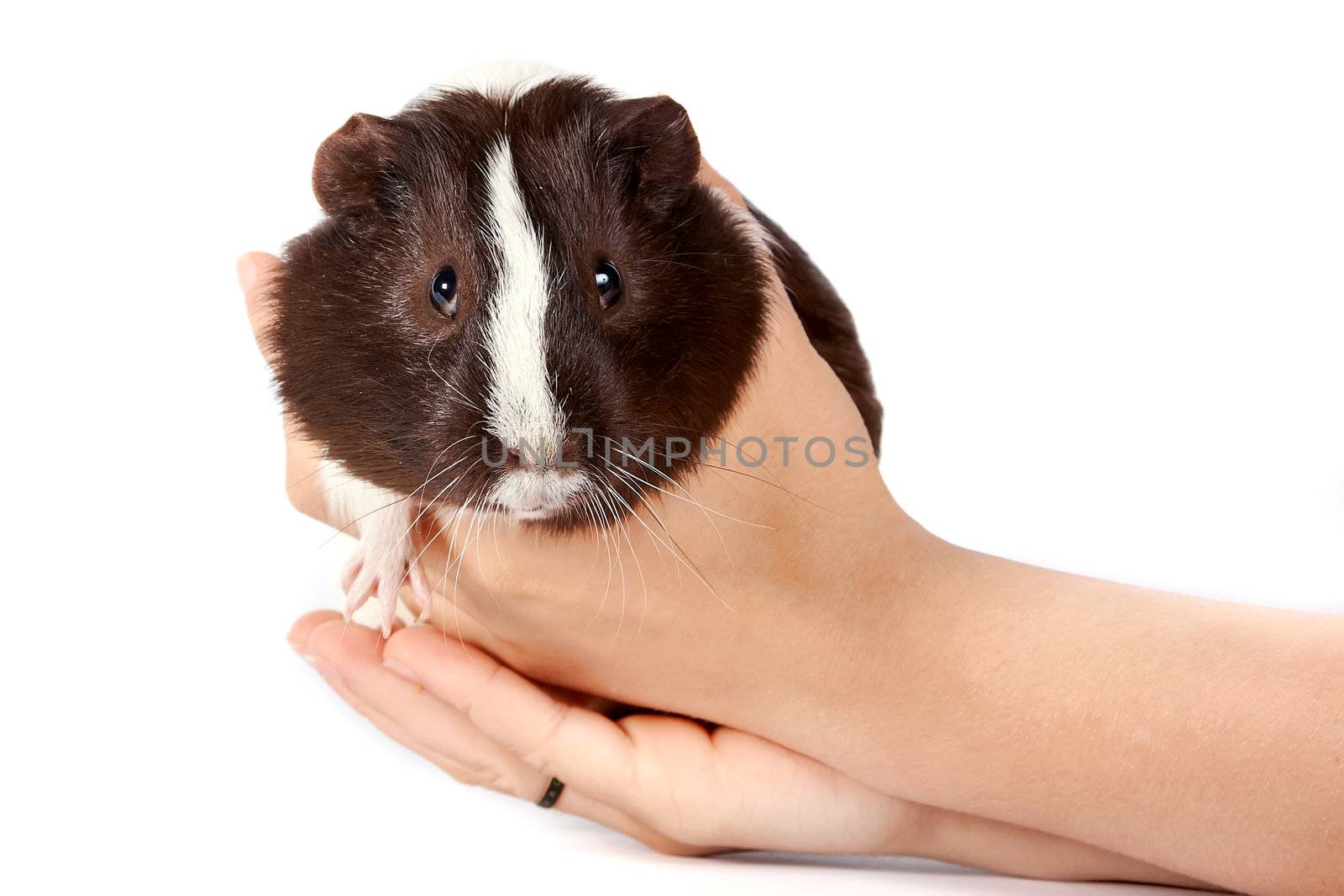 Guinea pigs on hands on a white background