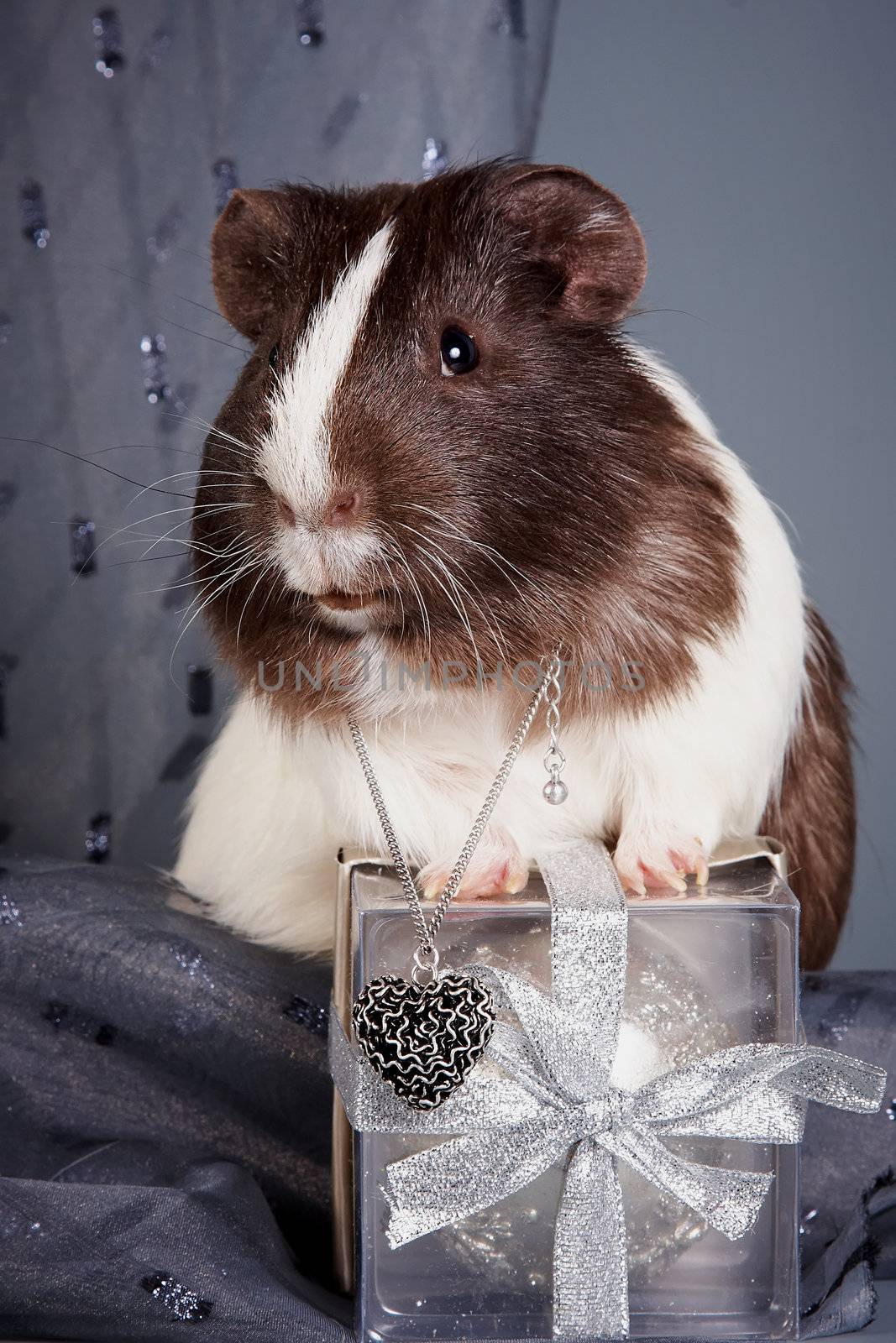 Guinea pig with a gift on a gray background