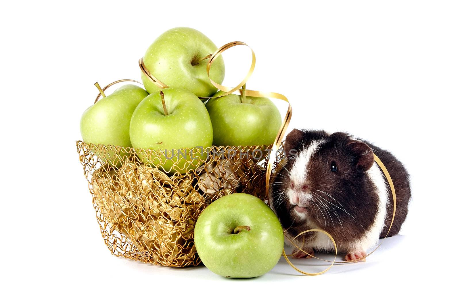Guinea pigs with apples in a gold basket by Azaliya