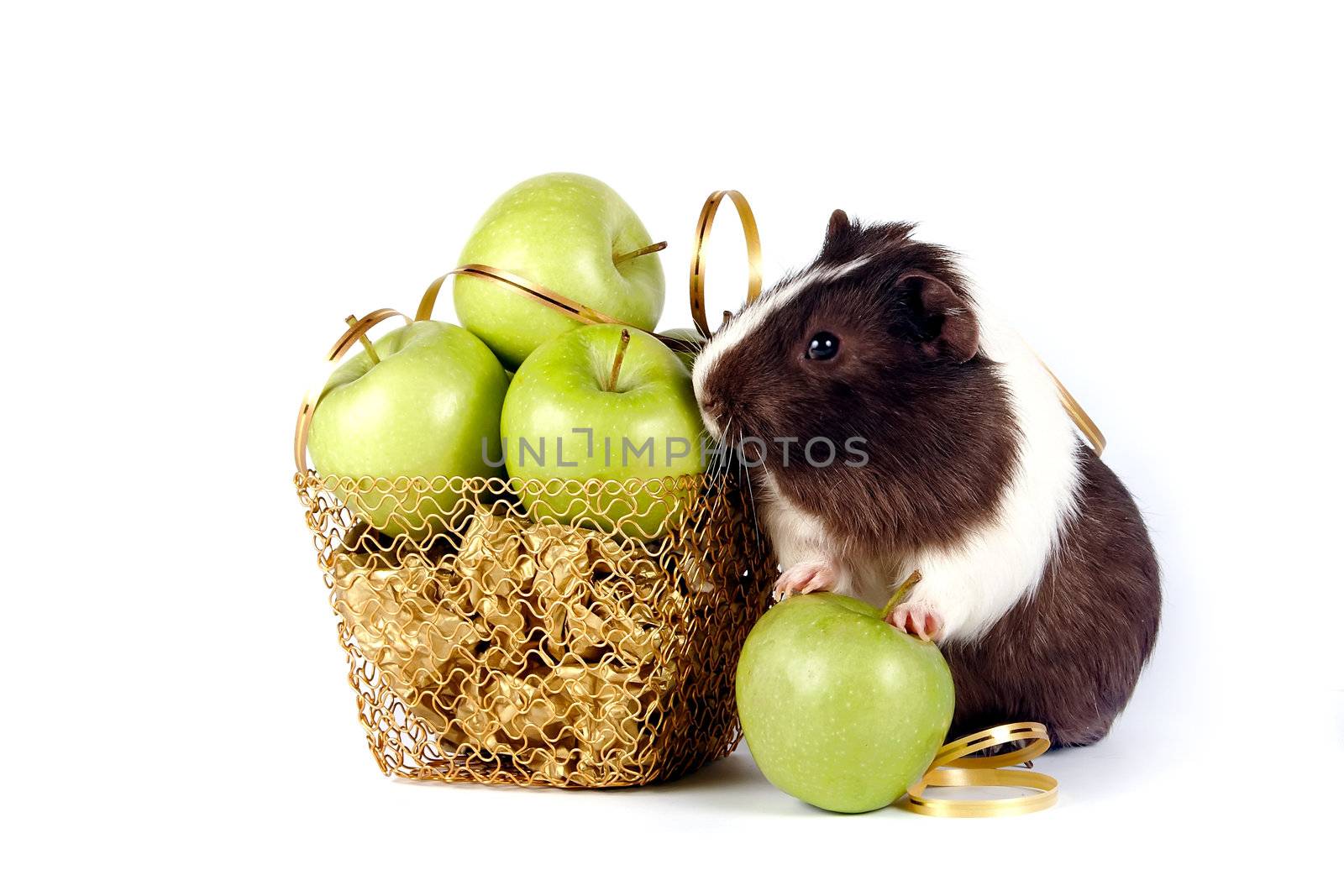 Guinea pigs with apples in a gold basket on a white background