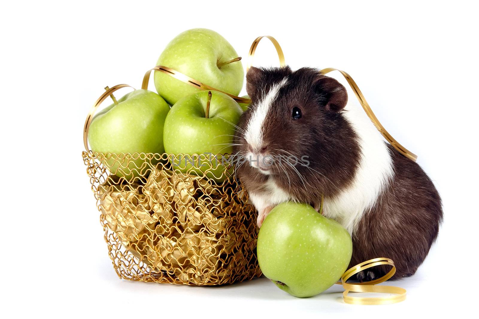 Guinea pigs with apples in a gold basket by Azaliya