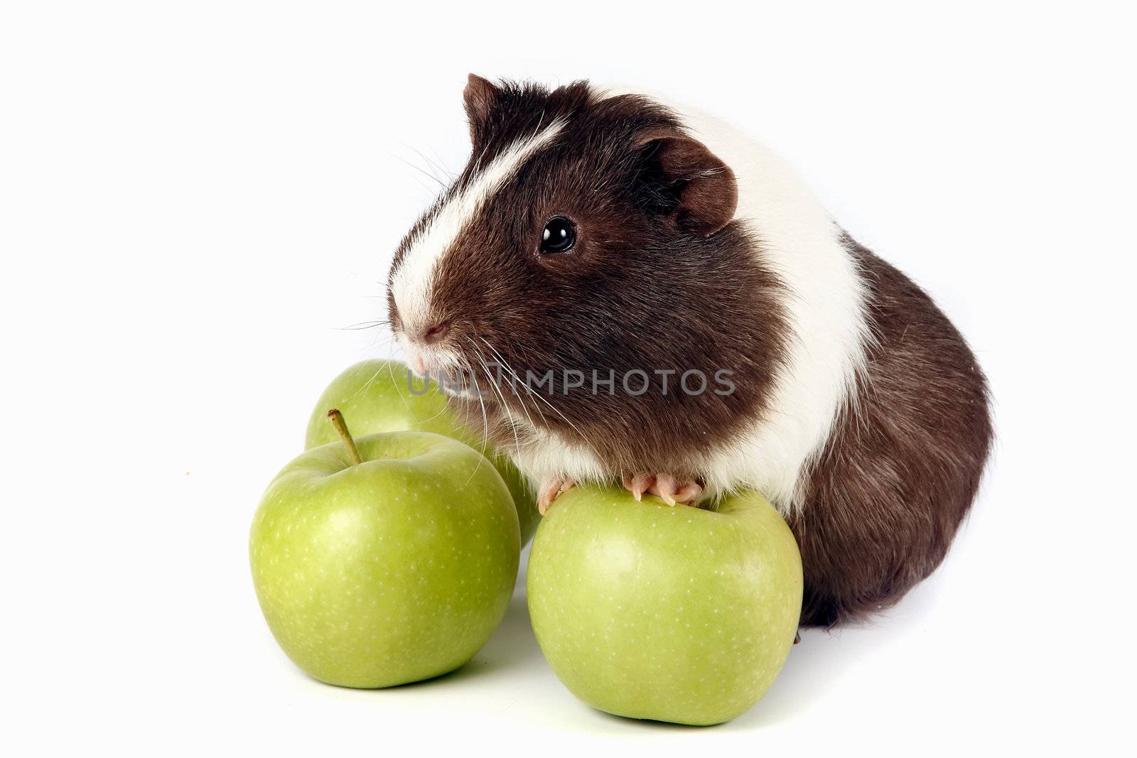 Guinea pigs with green apples on a white background