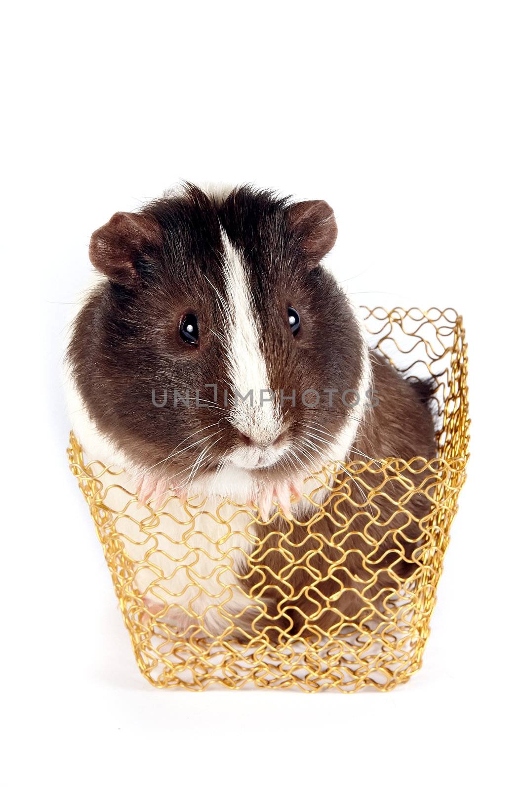 Guinea pigs in a gold basket on a white background
