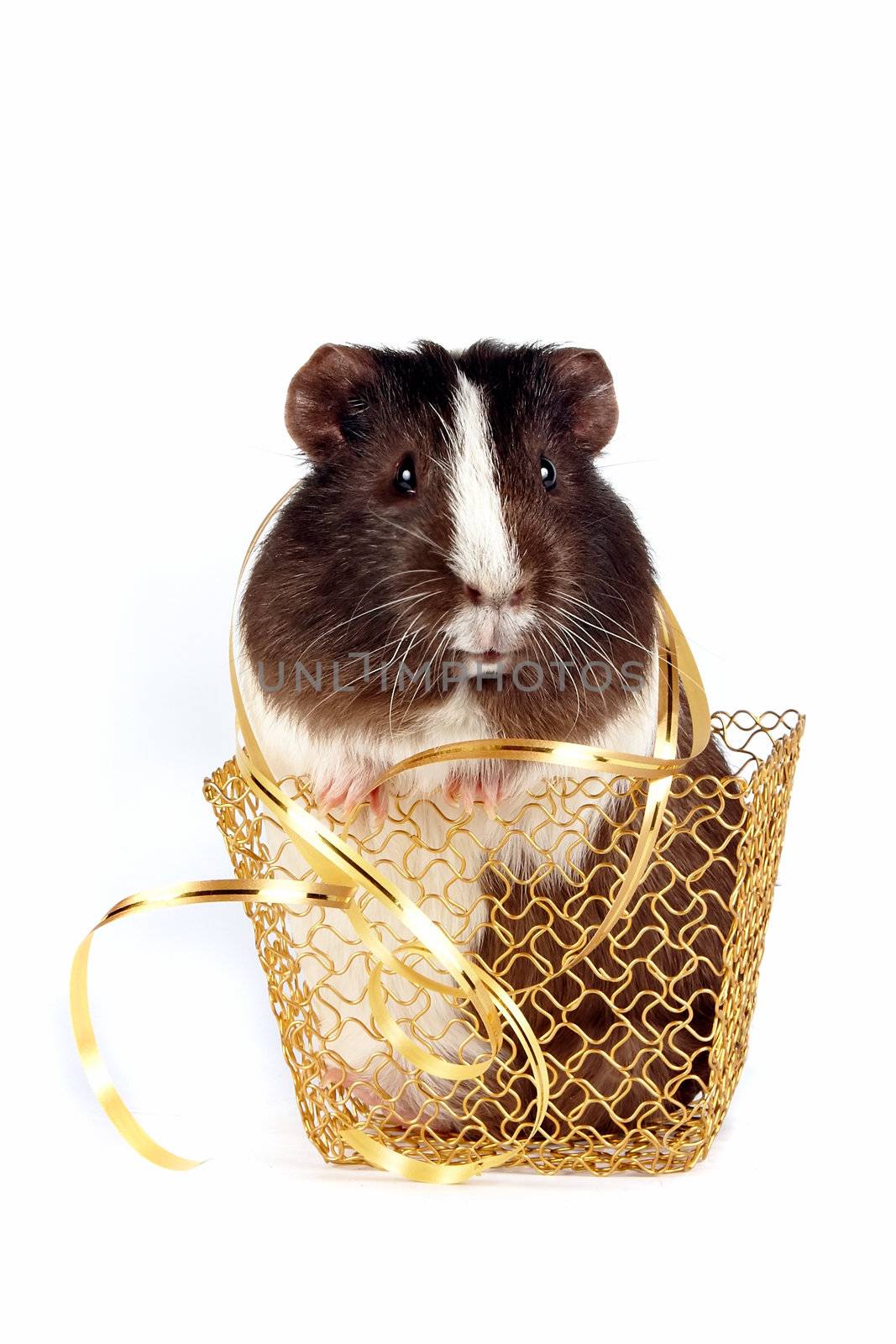 Guinea pigs with a ribbon in a gold basket on a white background