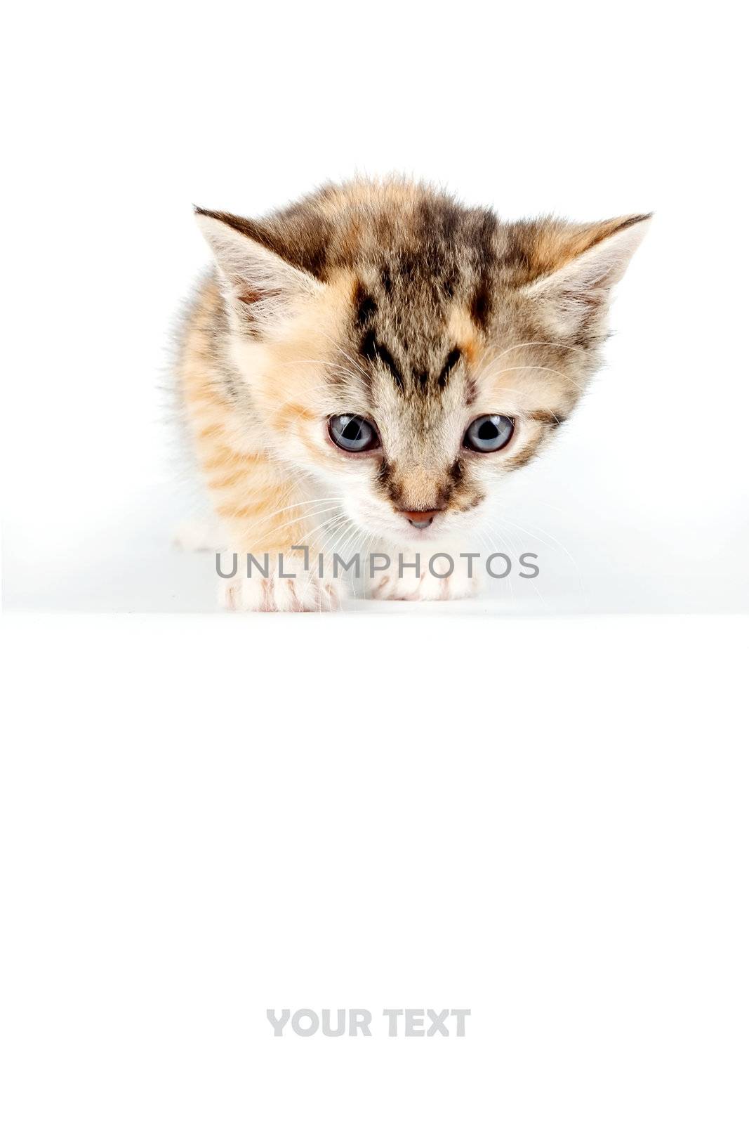 Multi-colored Small kitten on a white background