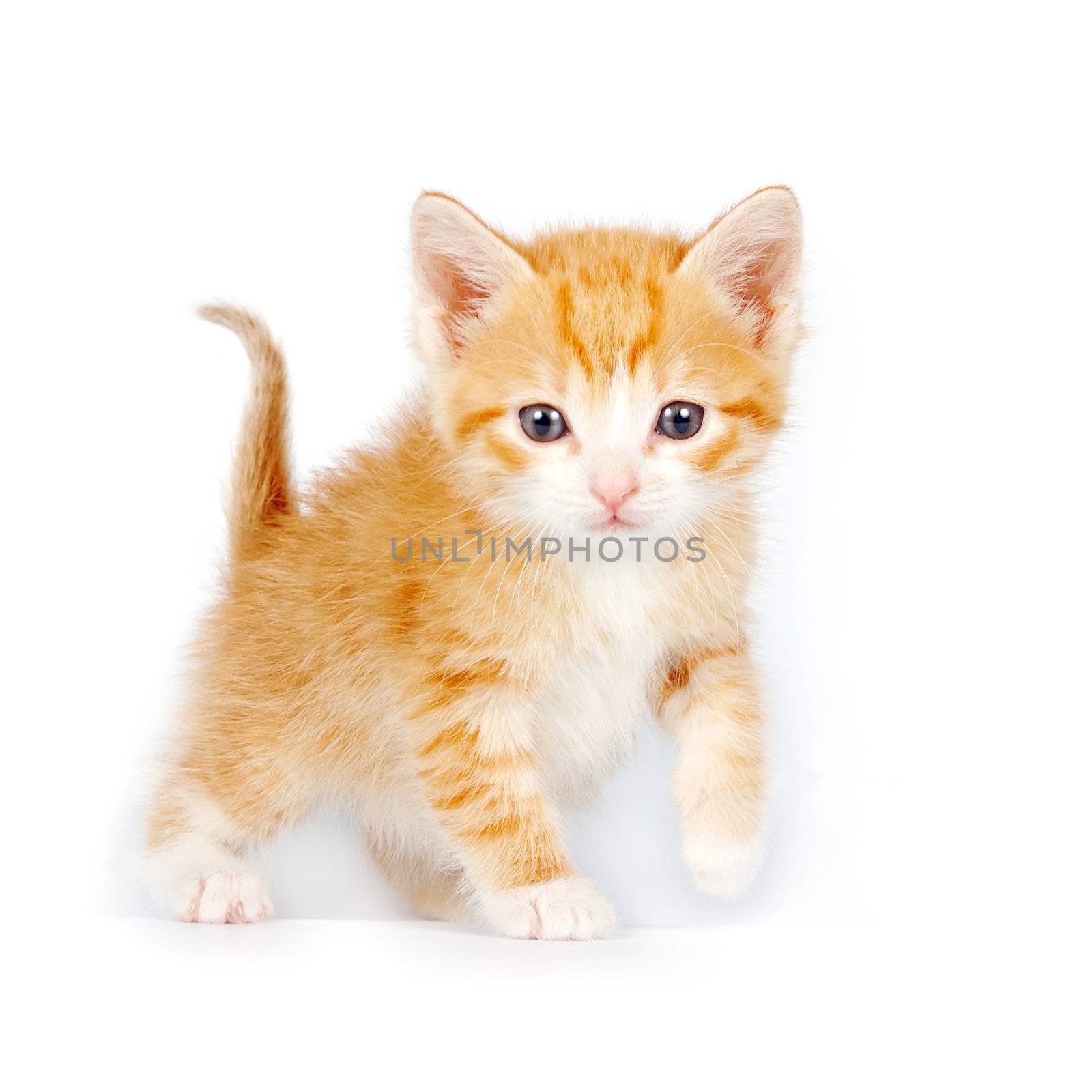 Small red curious kitten on a white background