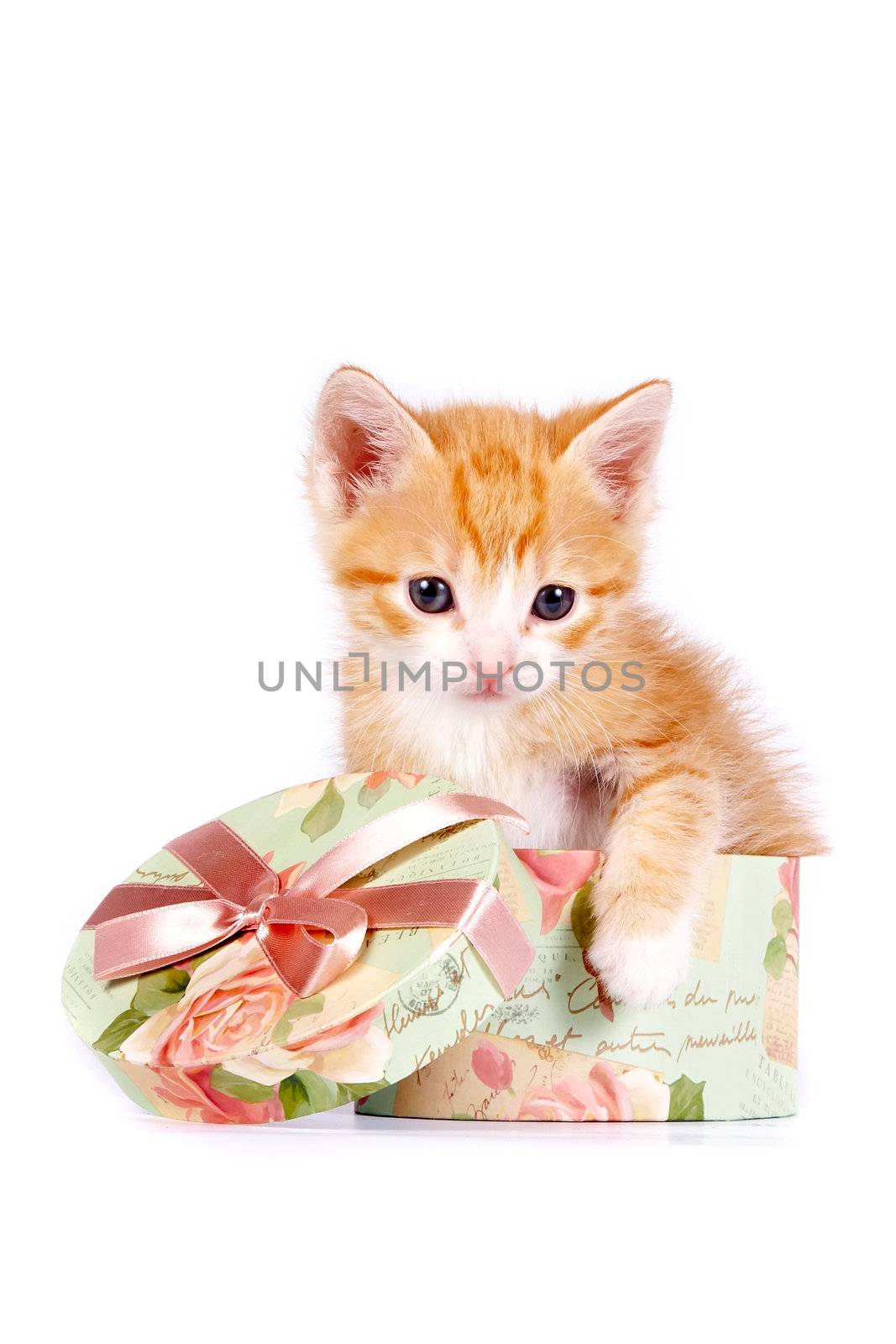 Red kitten in a gift box by Azaliya