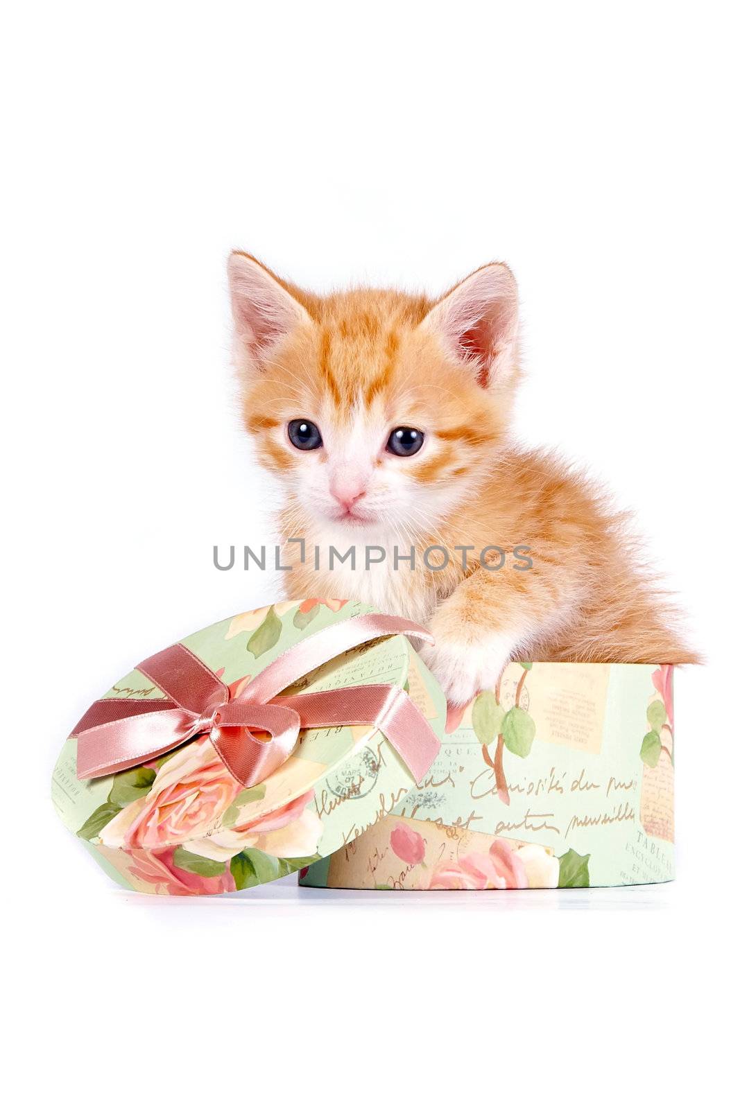 Red kitten in a gift box on a white background