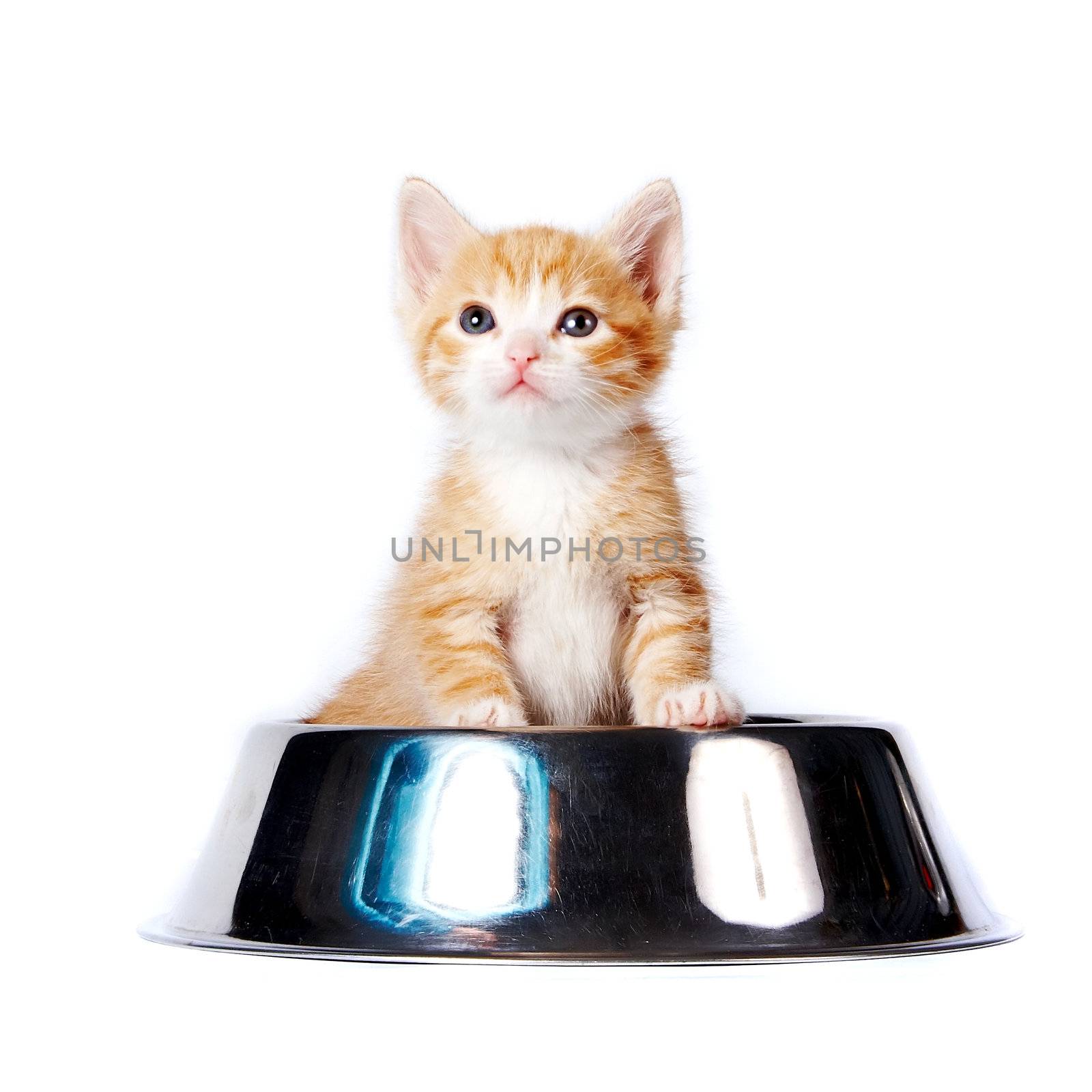 Red kitten in the big bowl for a forage by Azaliya