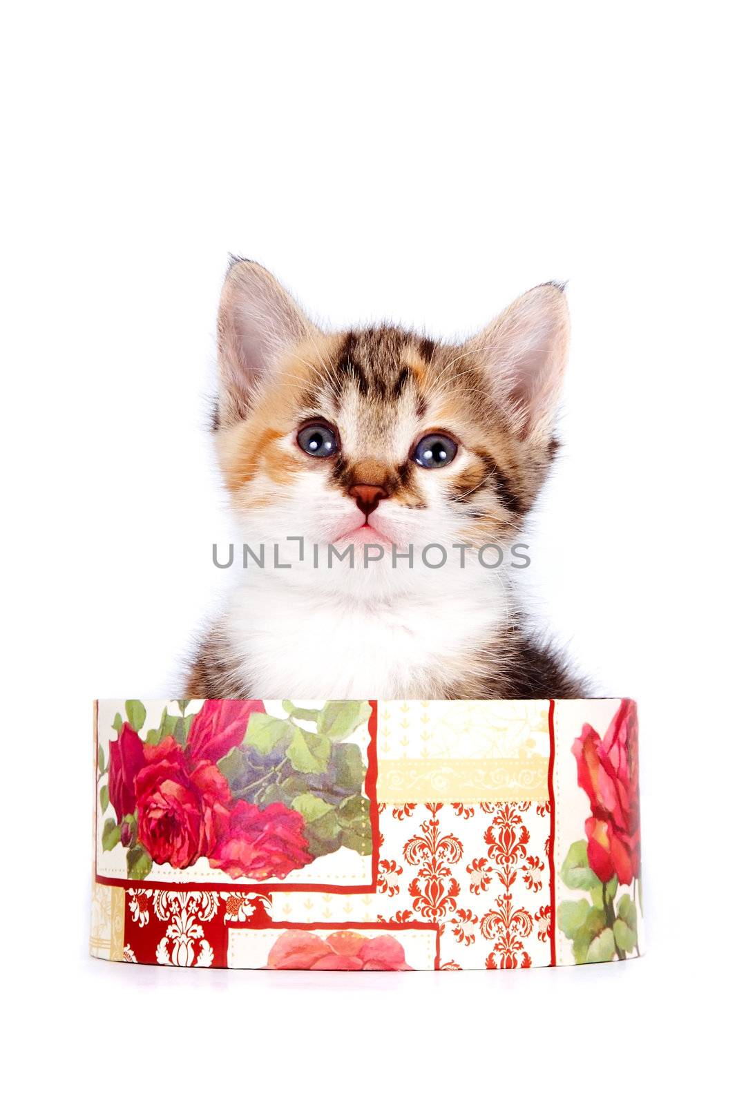 Multi-colored kitten in a gift box on a white background