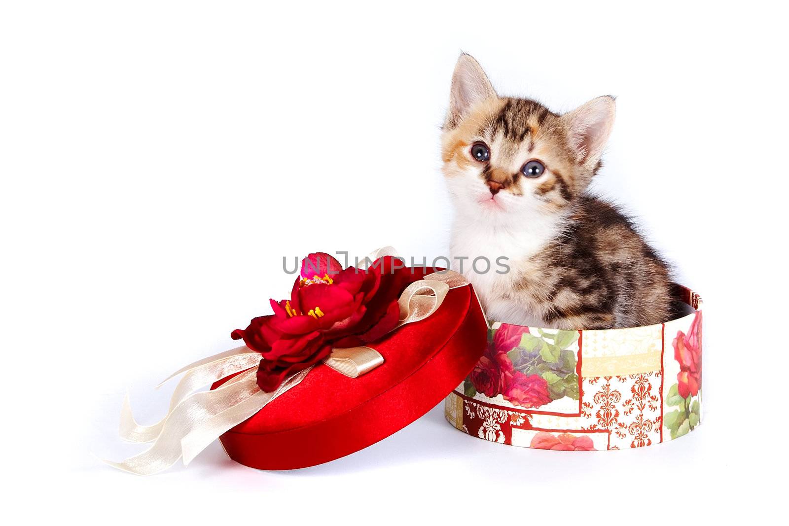 Multi-colored kitten in a gift box by Azaliya